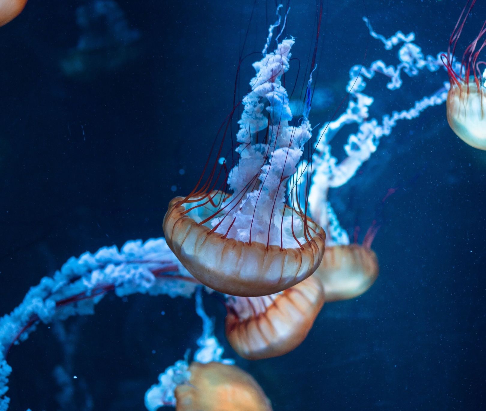 Woda meduza