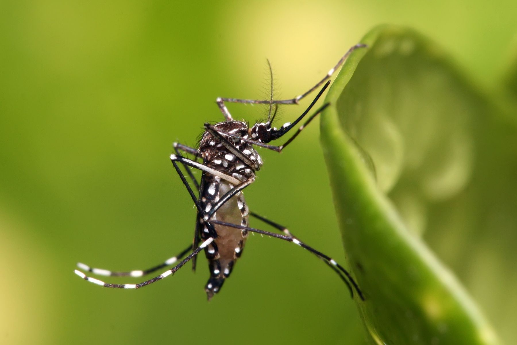 Komar egipski (Aedes aegypti)