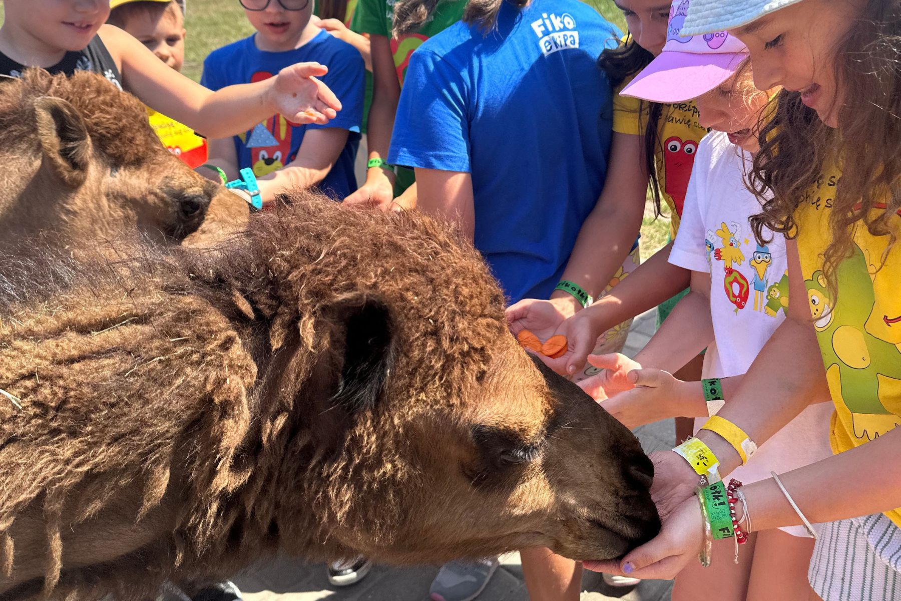 Półkolonie Fikołki