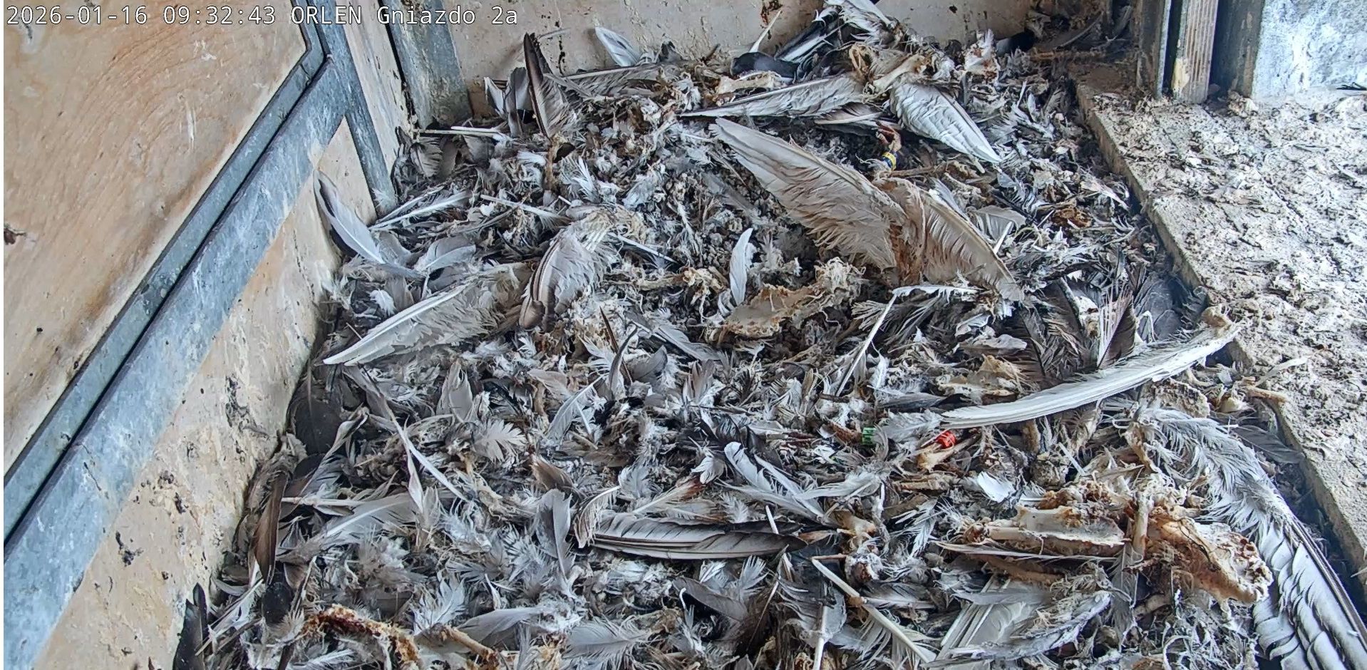 Budki lęgowe gotowe na przyjęcie lokatorów

