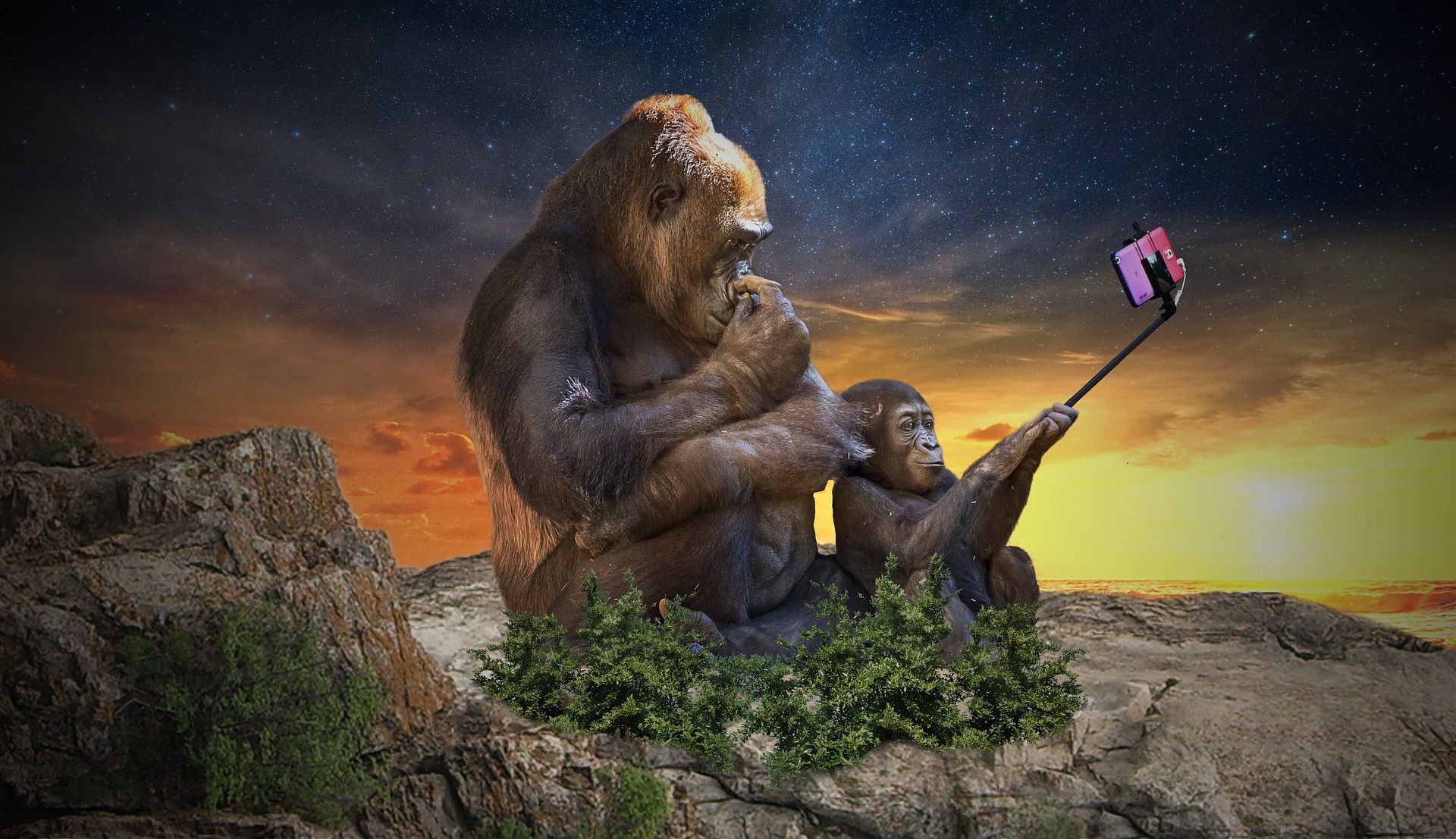 Małpy robiące selfie