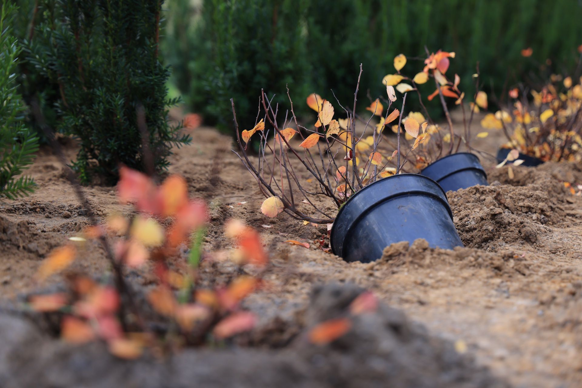 Drzewa Młodych Płocczan 