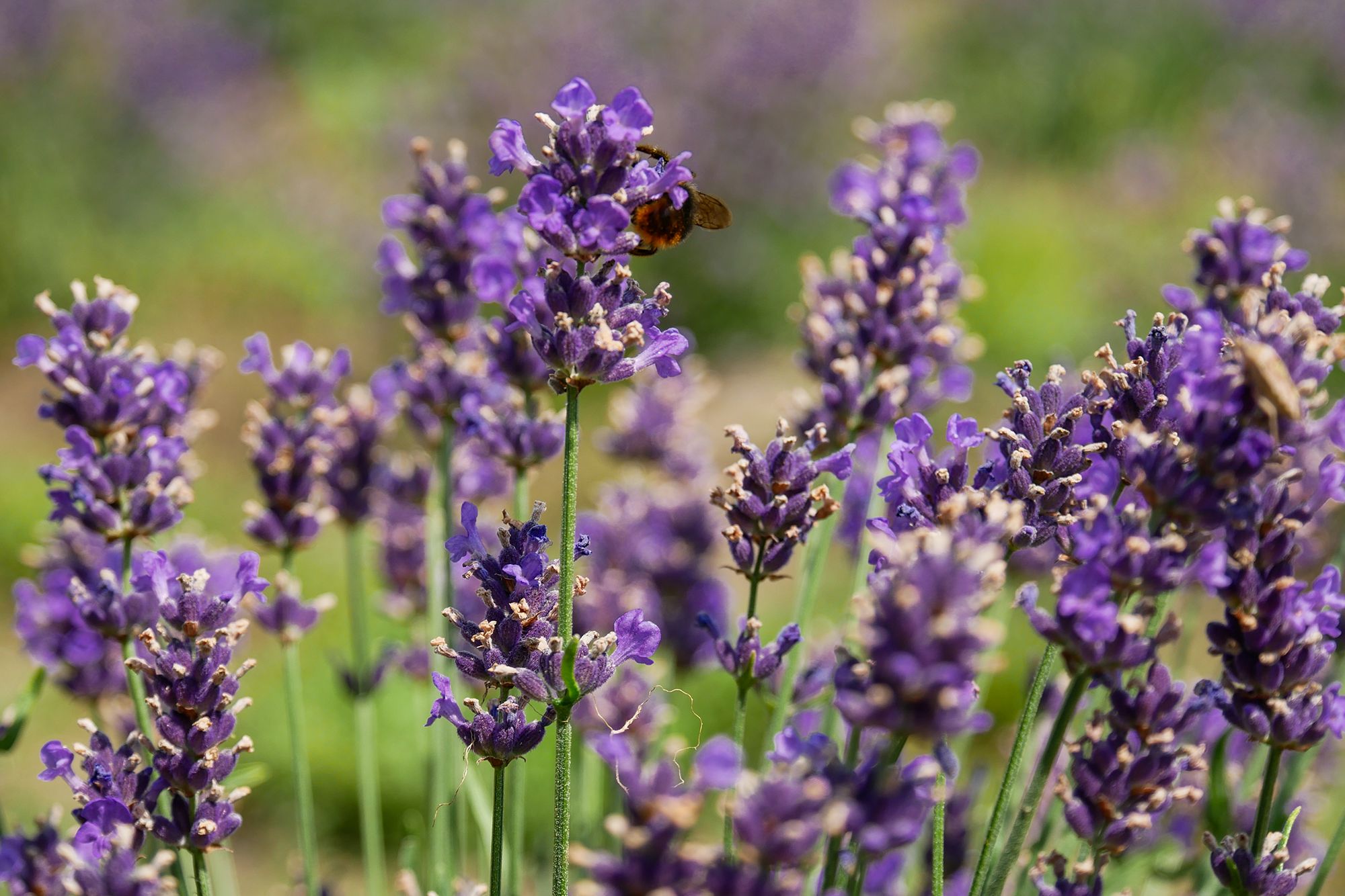 lawenda, lawendowe pole