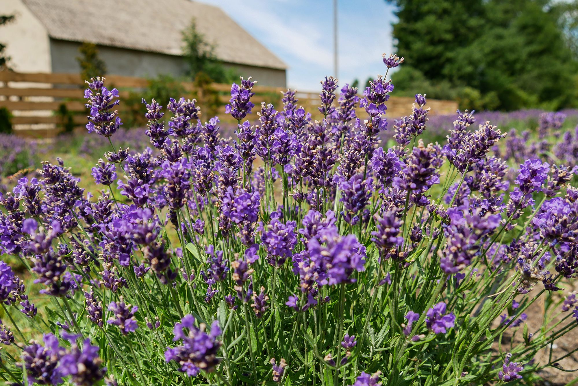 lawenda, lawendowe pole