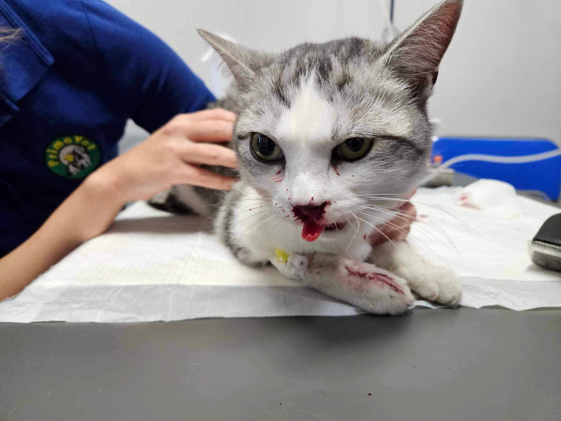 Właściciel kotki poszukiwany 