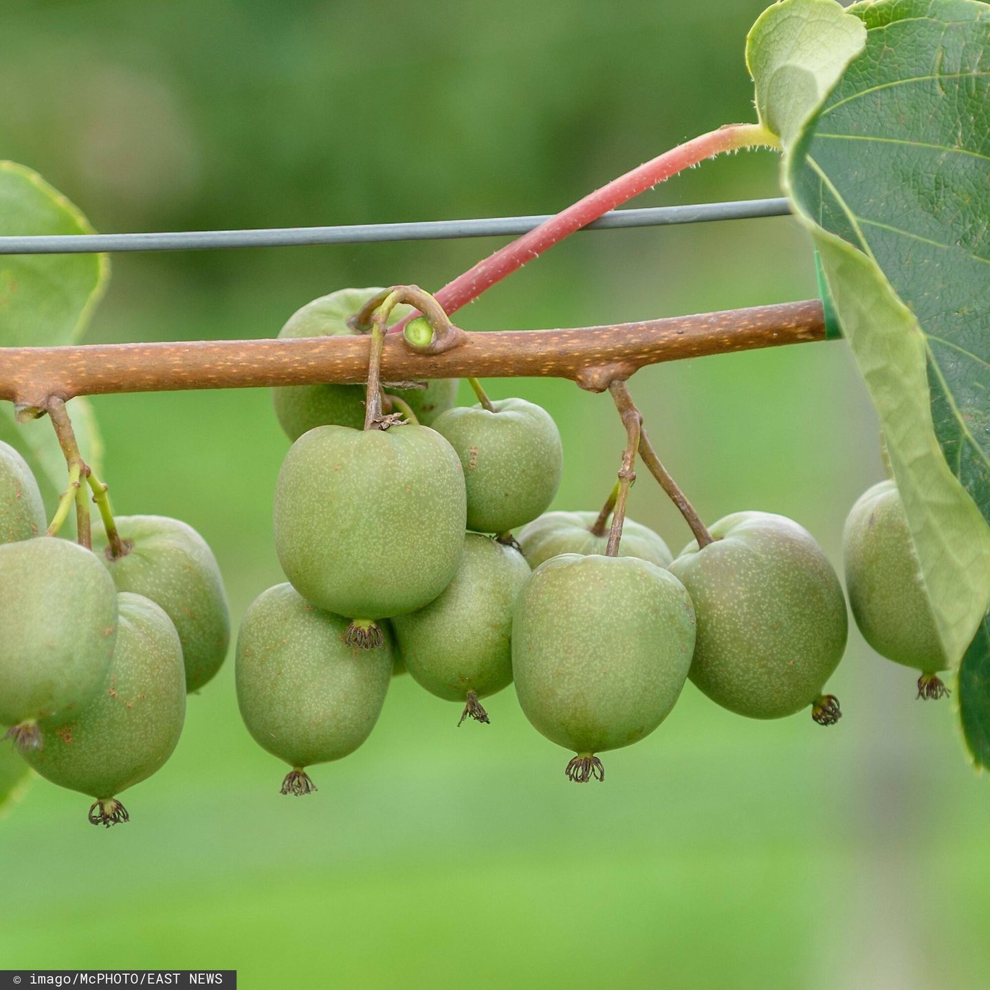 IMAGO STOCK
Mini-Kiwi (Actinidia arguta Geneva ) McPHRM McPHRM    Mini Kiwi Actinidia arguta Geneva McPHRM McPHRM
imago stock&people