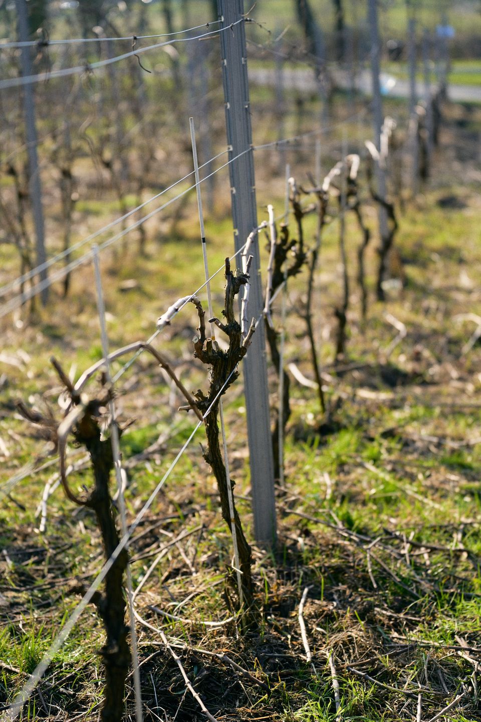 Ninę i Patryka połączyła miłość... do dobrego wina