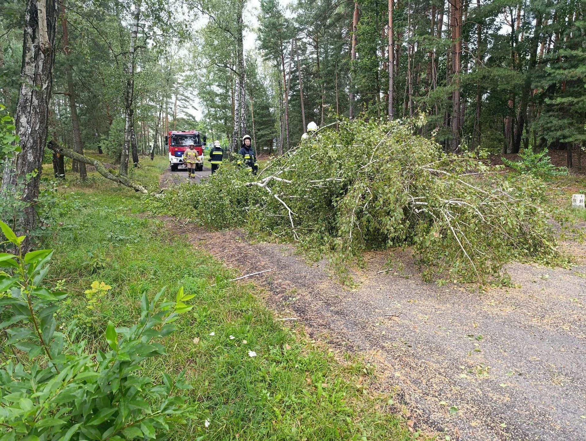 Powalone drzewa w Jeżewie
