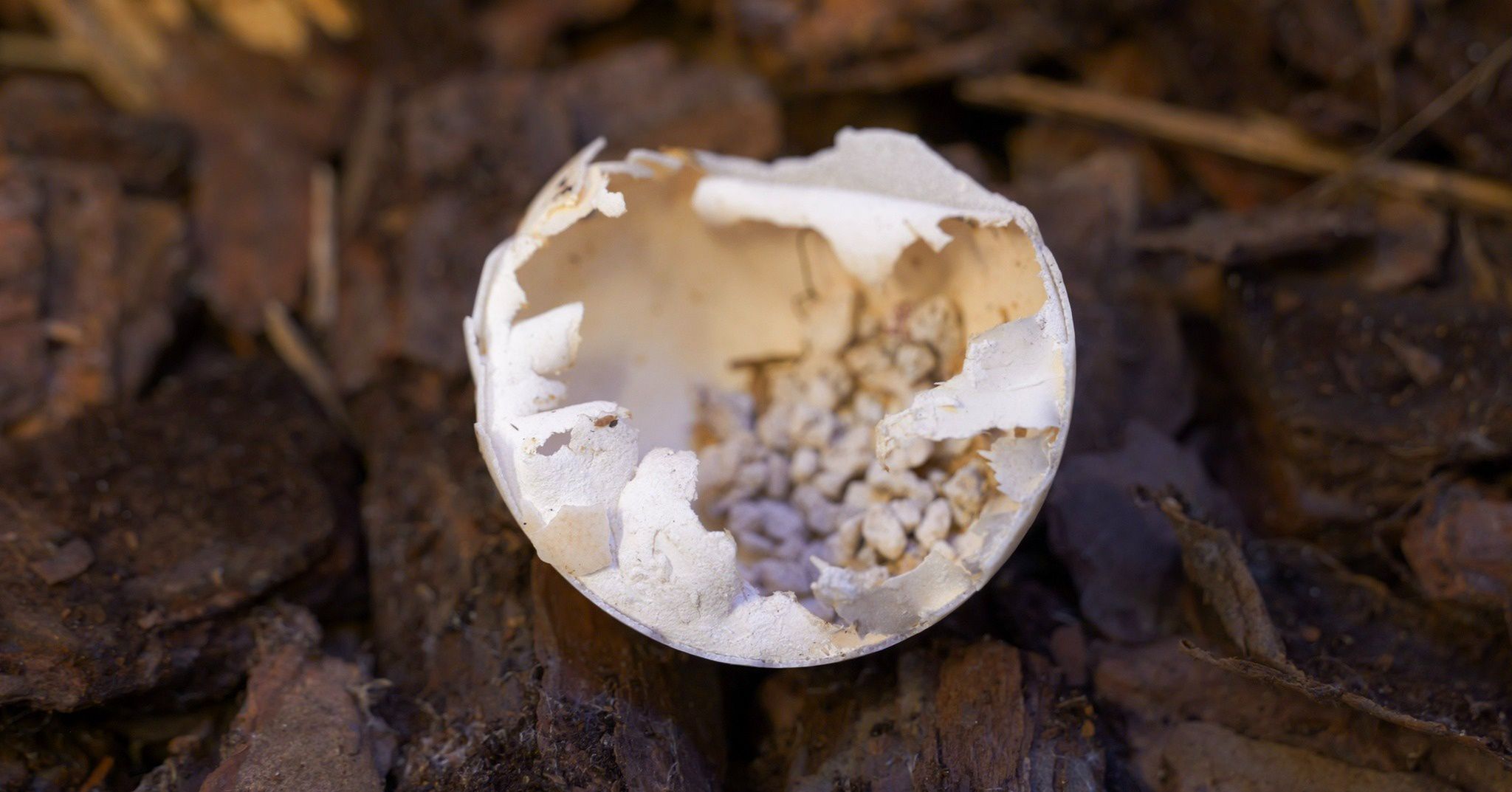 Trzej muszkieterowie