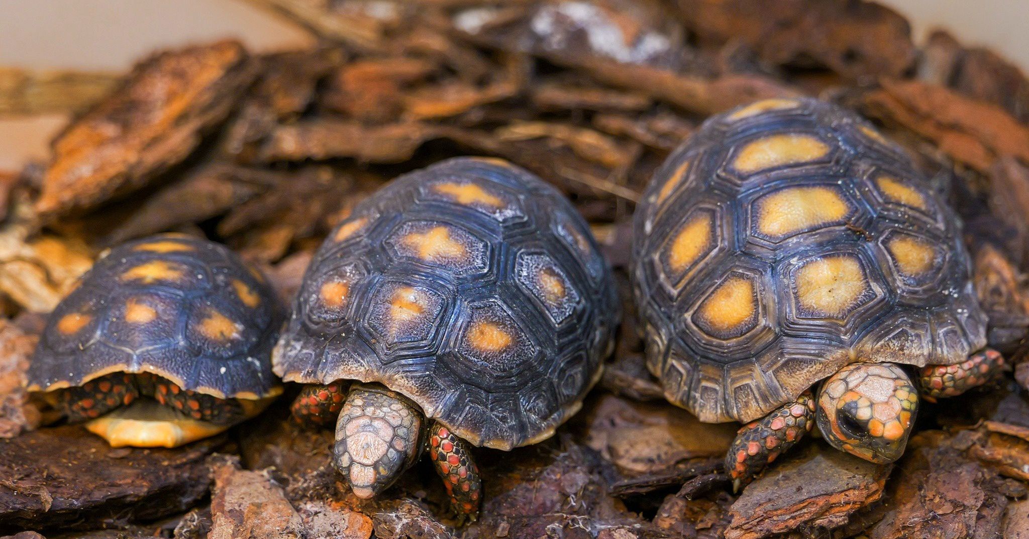 Trzej muszkieterowie