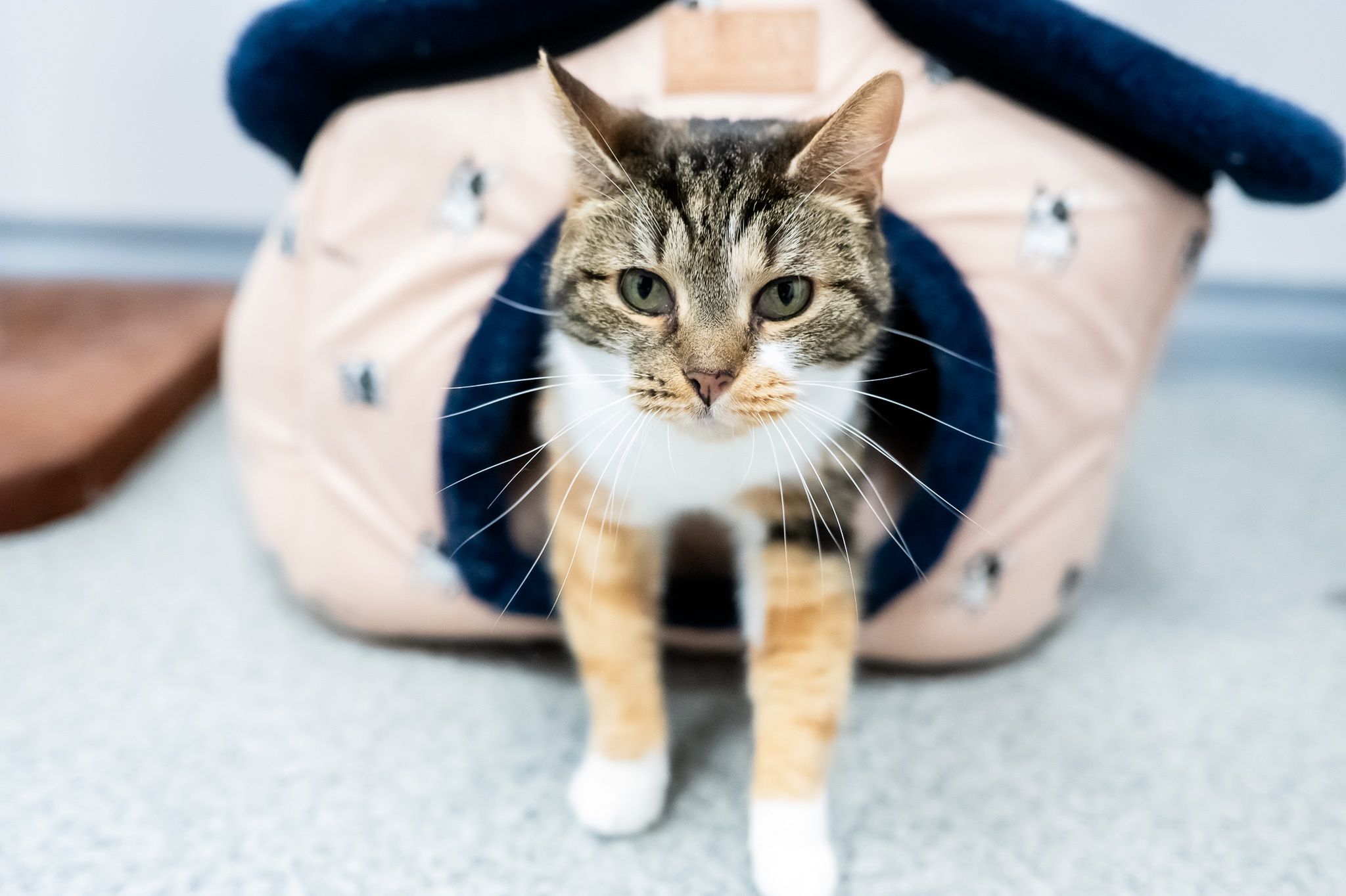 Smoła i Iwi czekają na nowych właścicieli