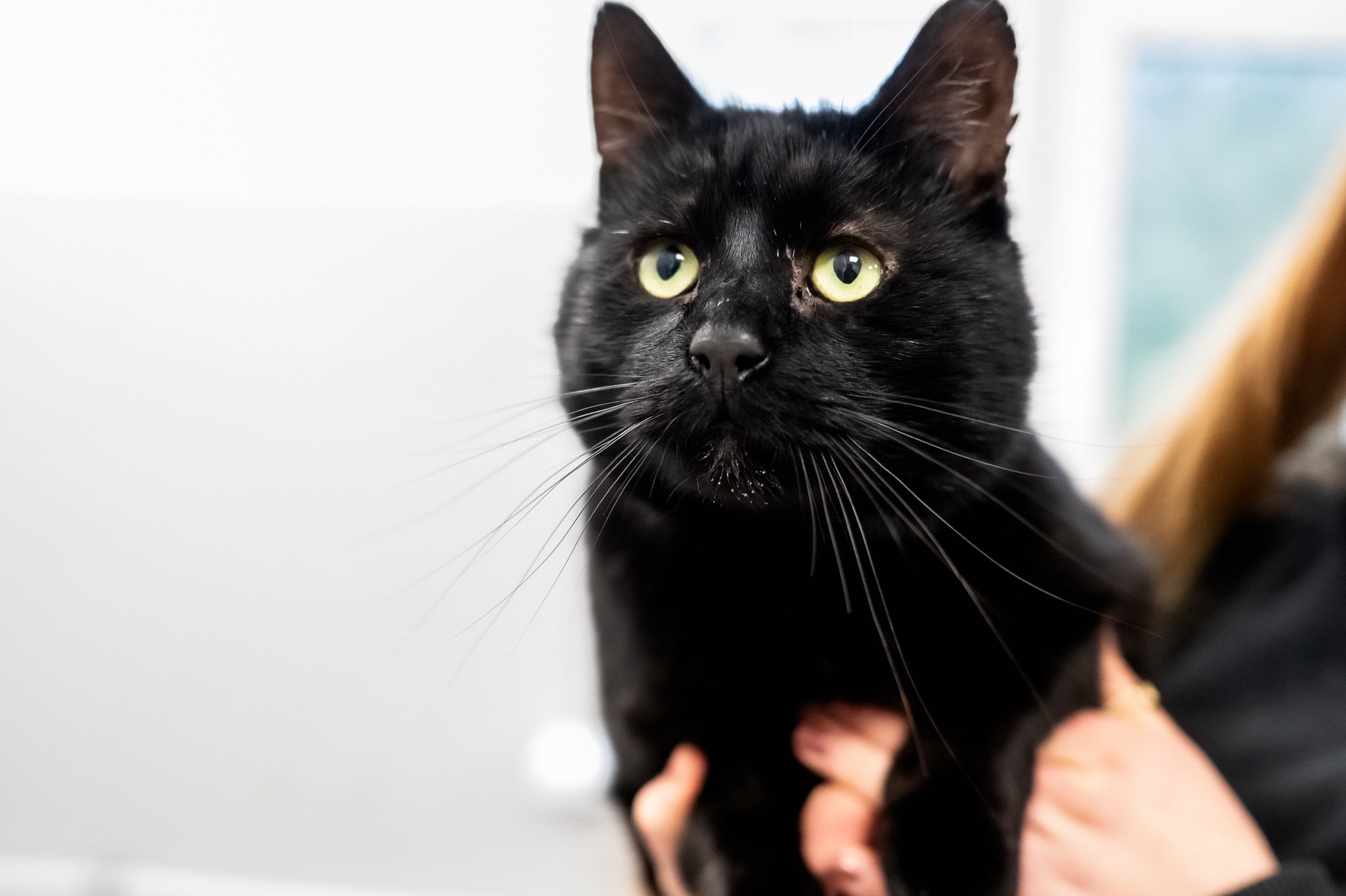 Smoła i Iwi czekają na nowych właścicieli