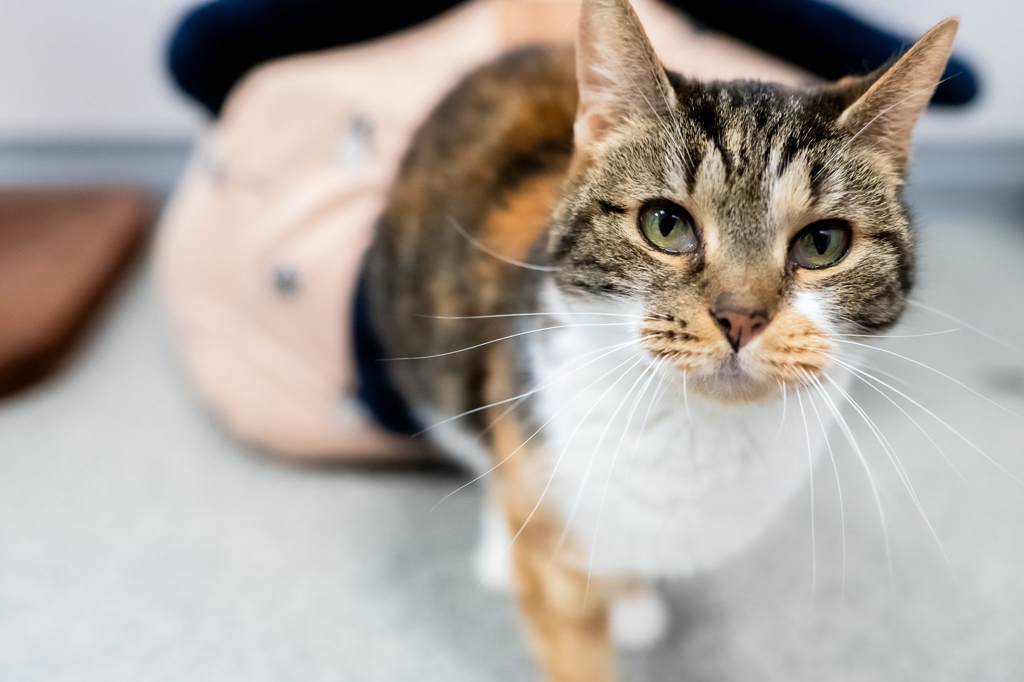 Smoła i Iwi czekają na nowych właścicieli