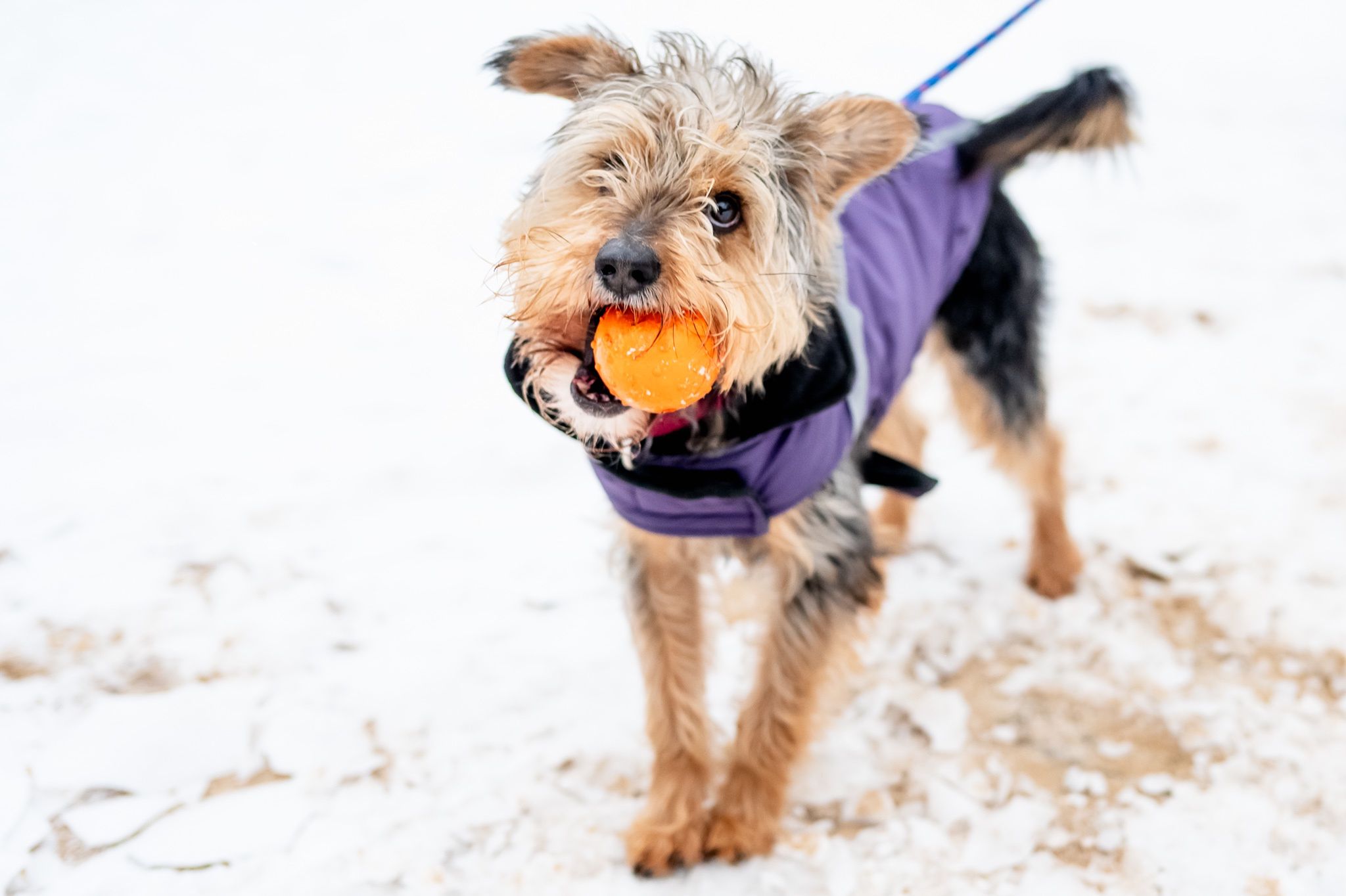 Kudłaty - pies z toruńskiego schroniska