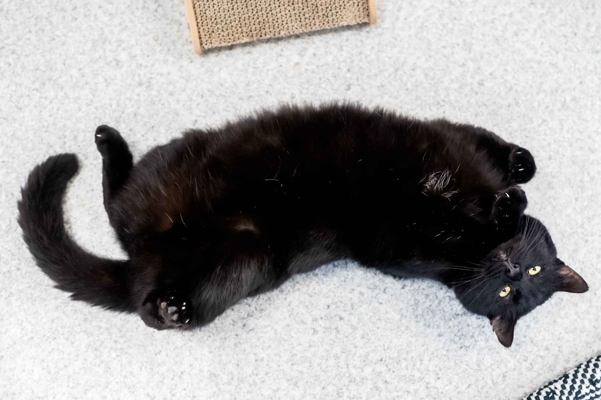 Smoła i Iwi czekają na nowych właścicieli