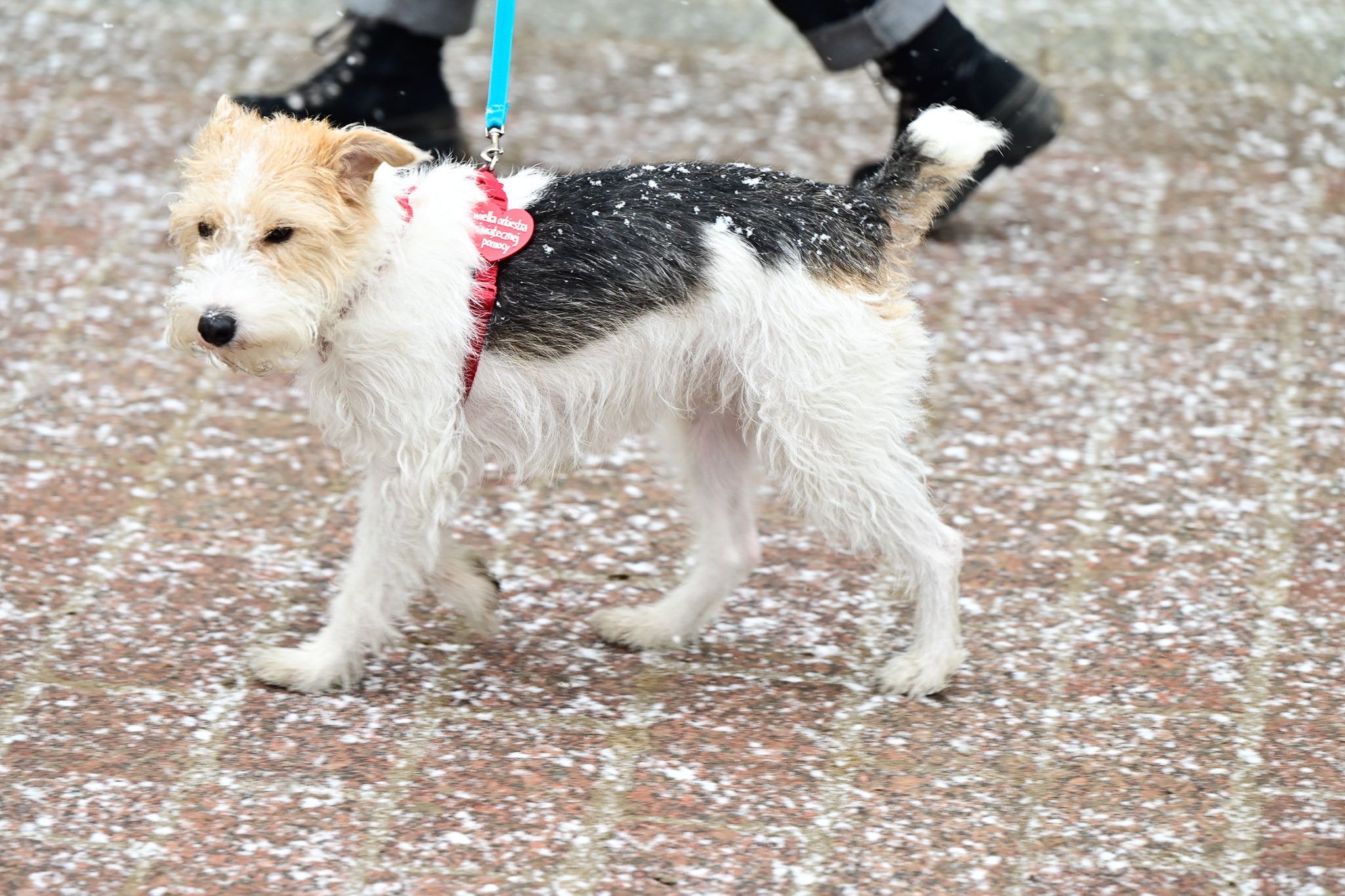 Finał WOŚP 2026 w Toruniu