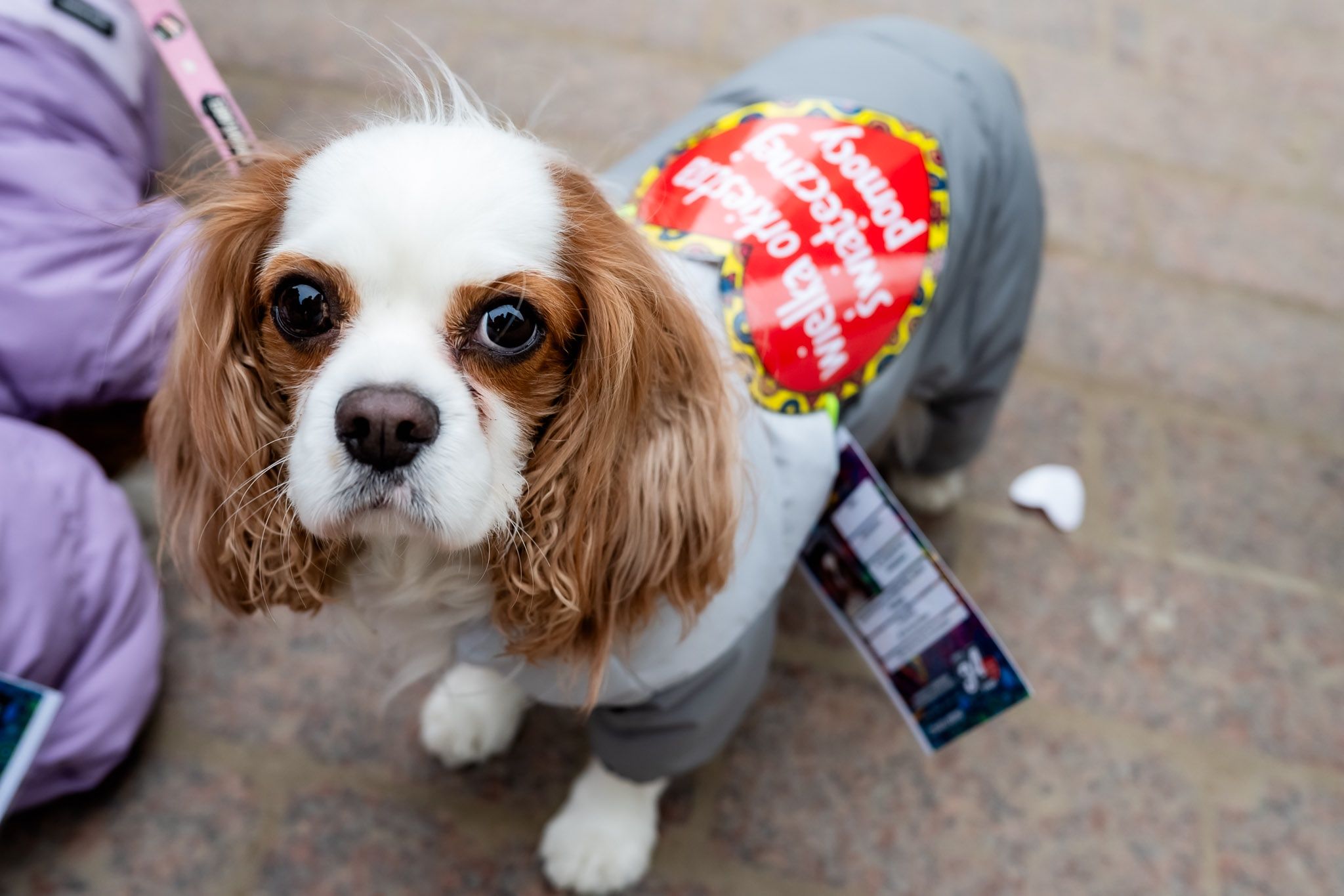 Finał WOŚP w Toruniu