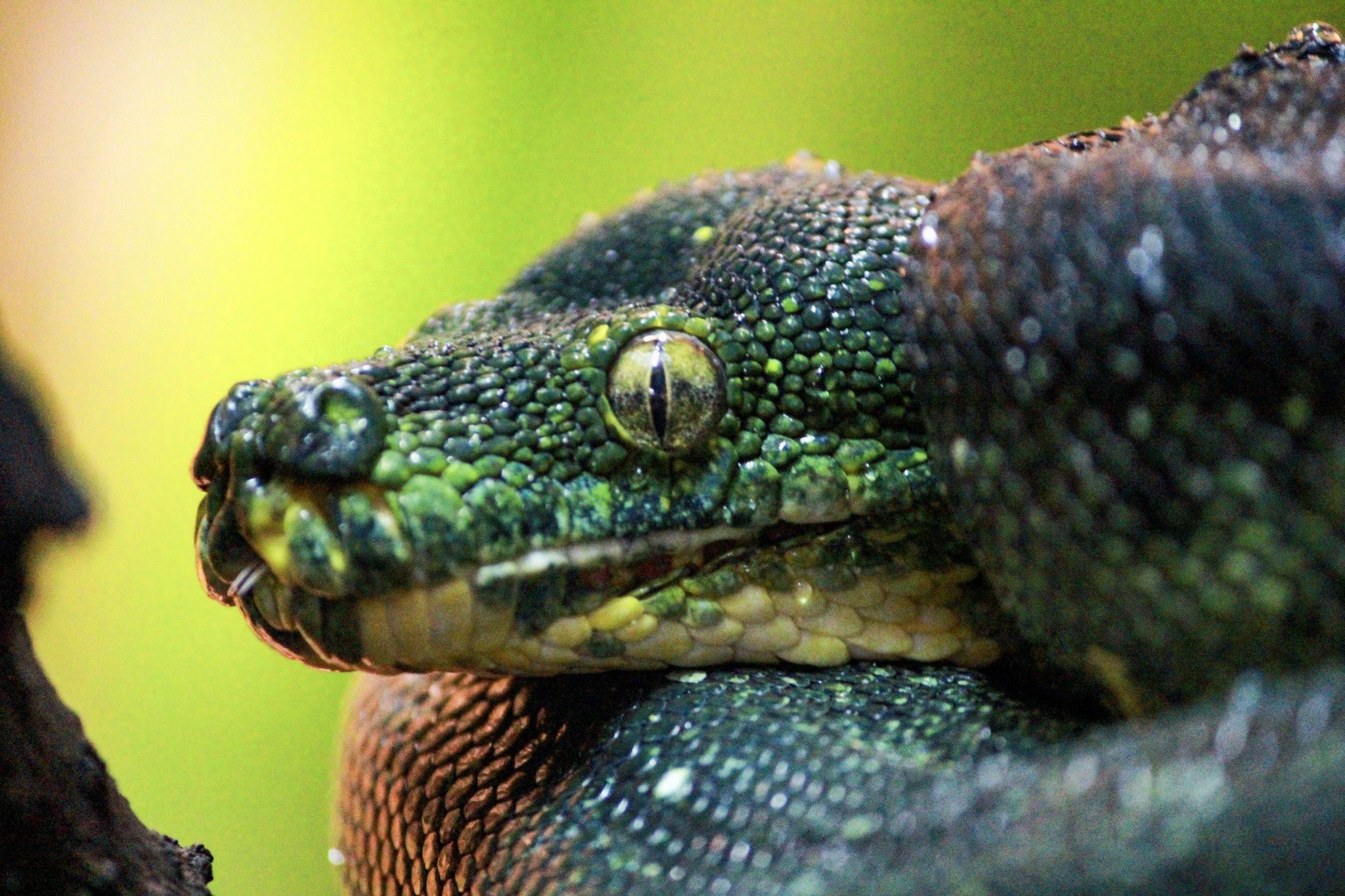 Nowy mieszkaniec zoo