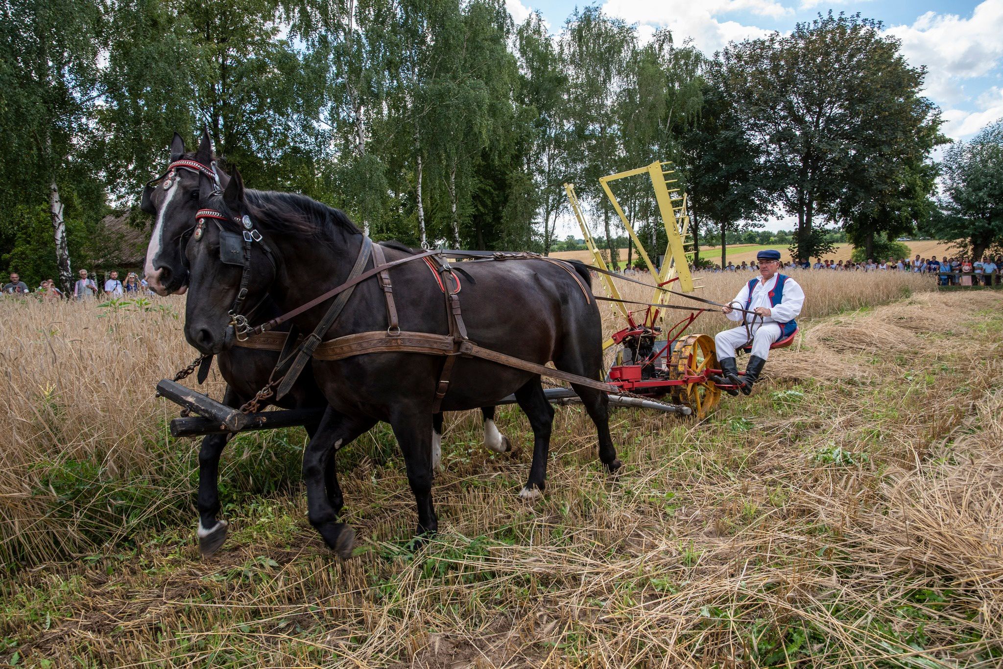 Żniwa w skansenie
