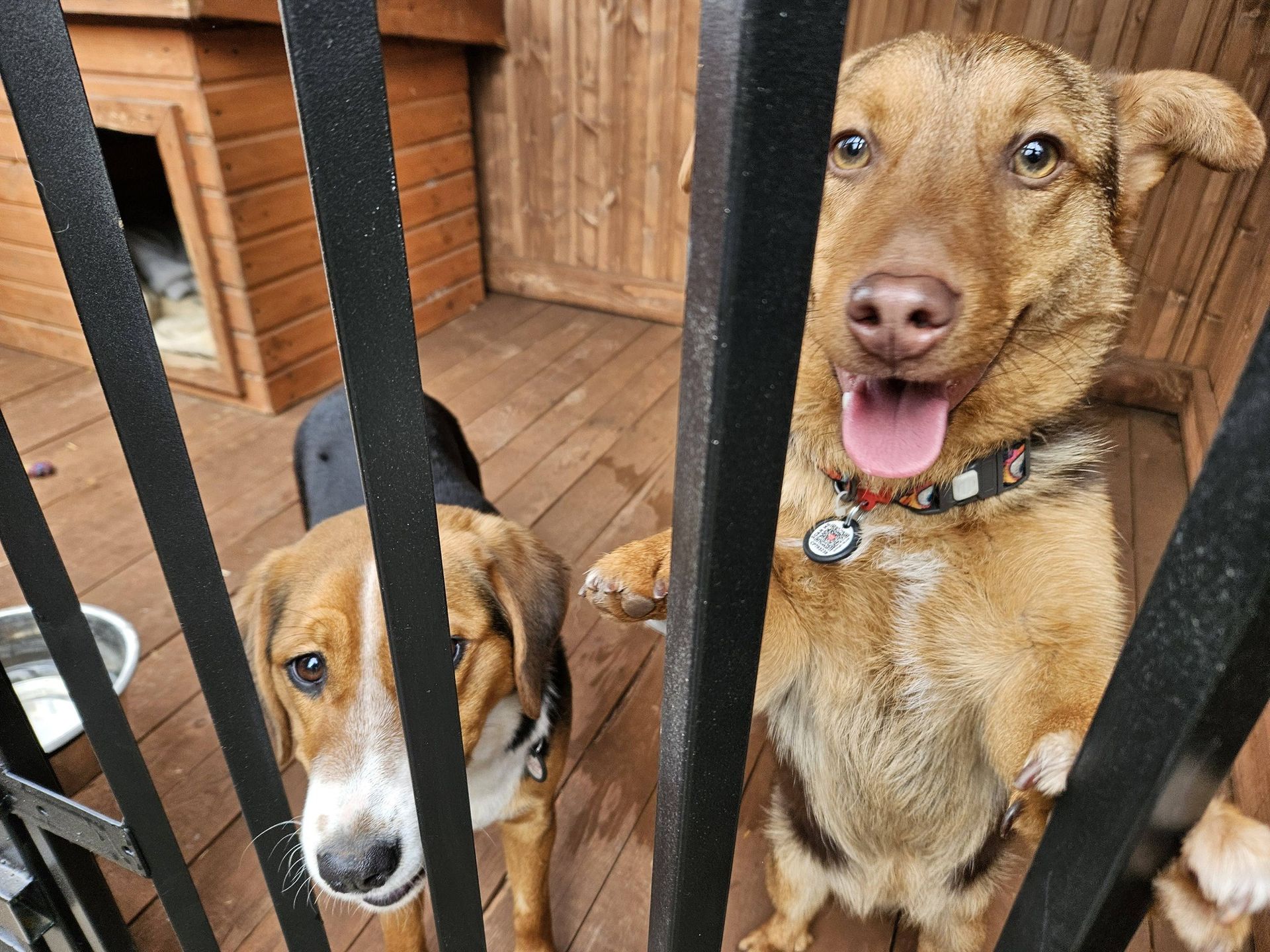 Prace na rzecz czworonogów