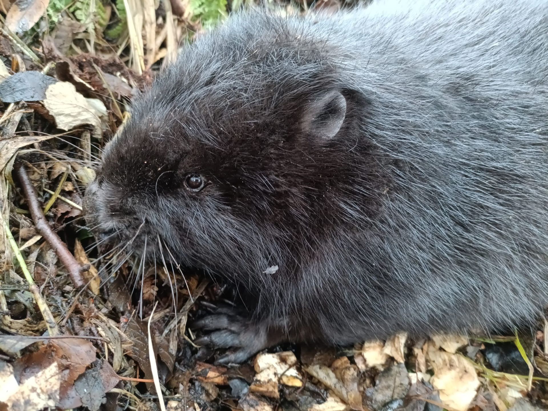 Akcja ratowania bobra, Wałcz