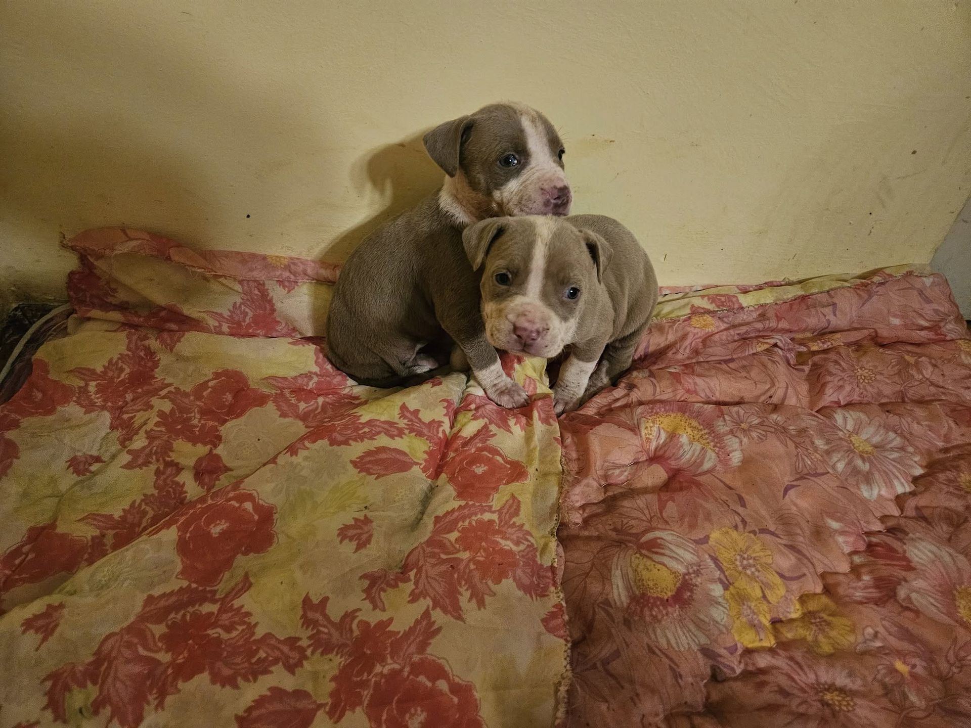 Interwencja OTOZ ANIMALS PŁOCK