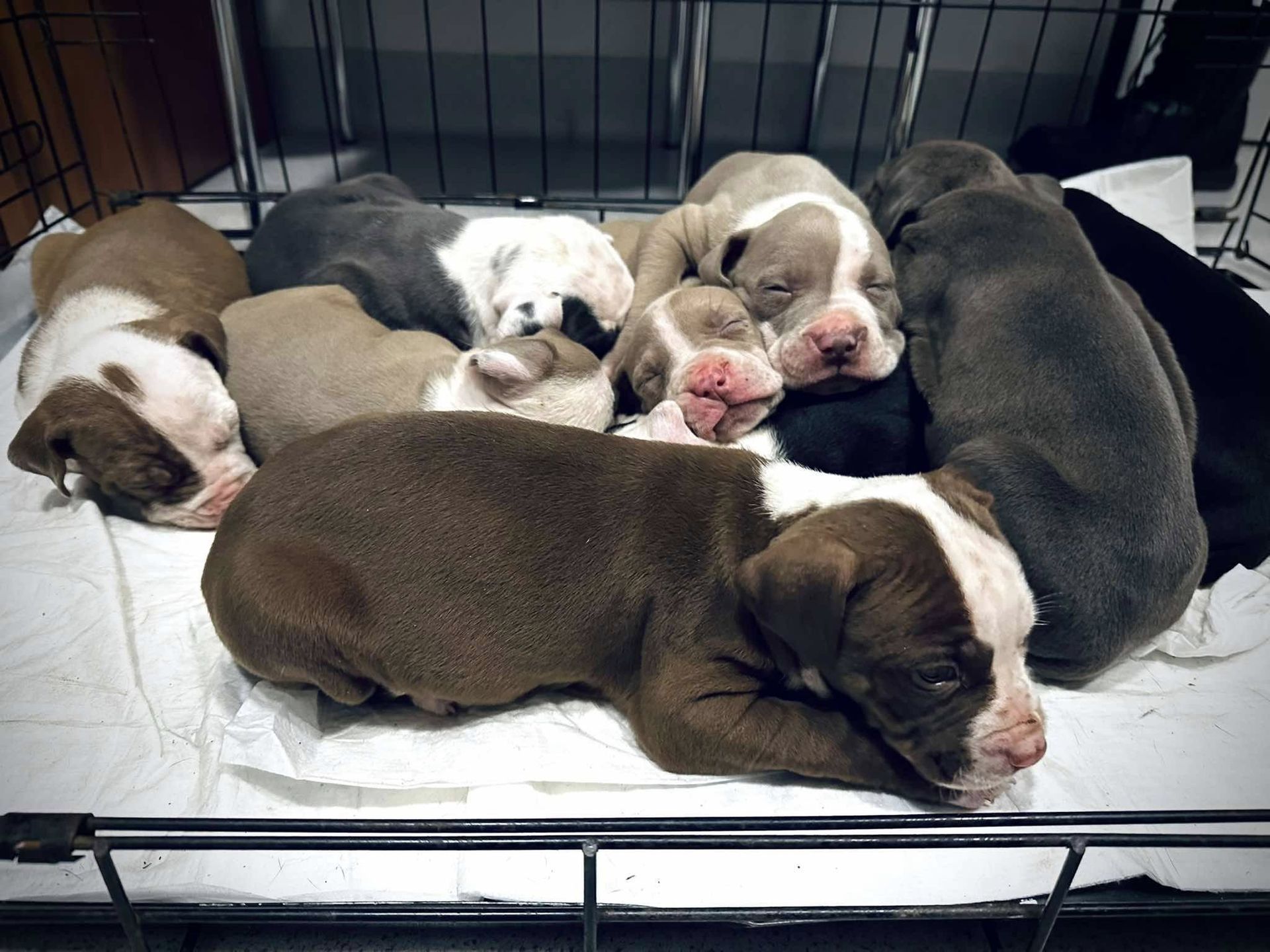 Interwencja OTOZ ANIMALS PŁOCK