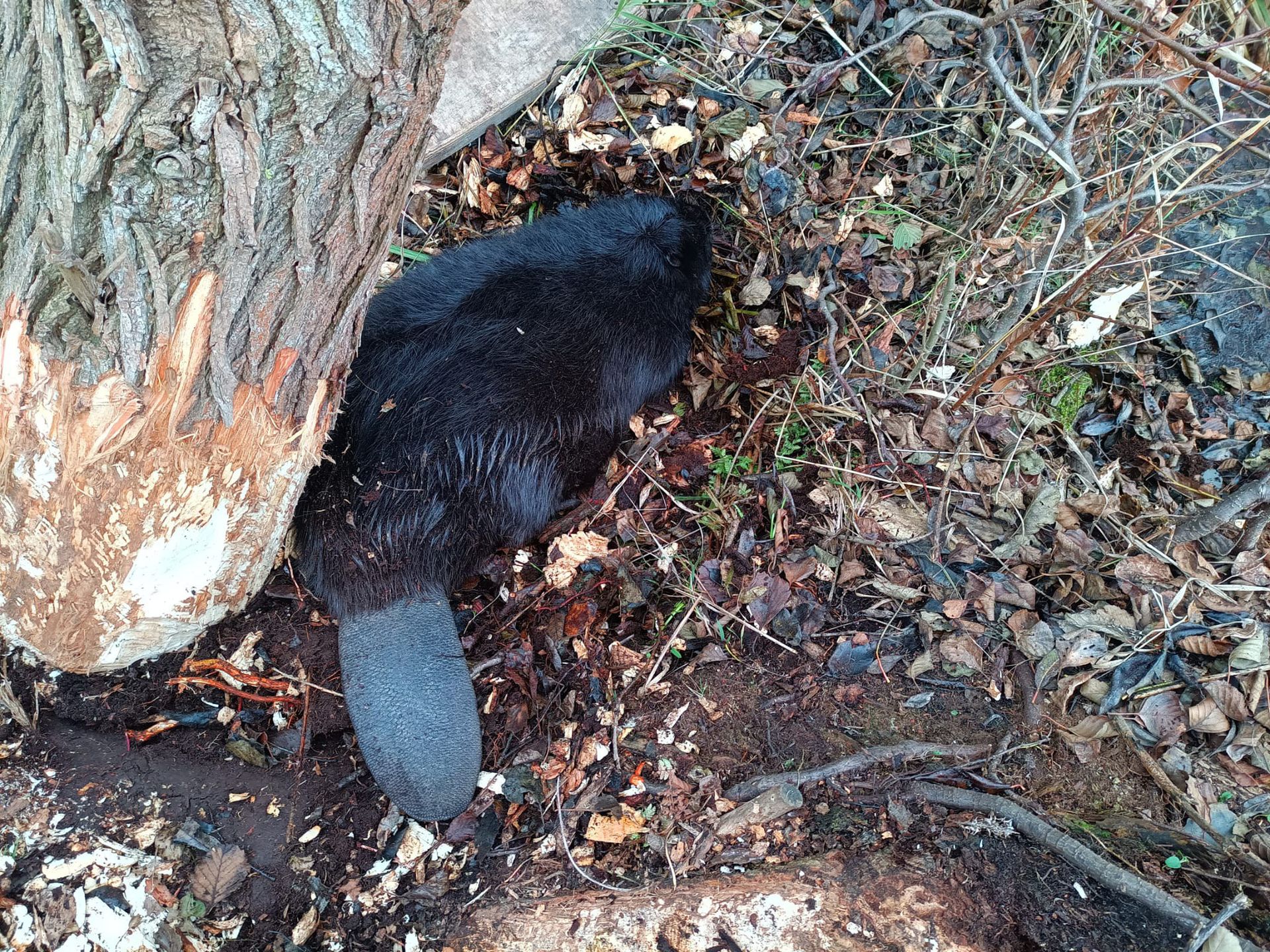 Akcja ratowania bobra, Wałcz