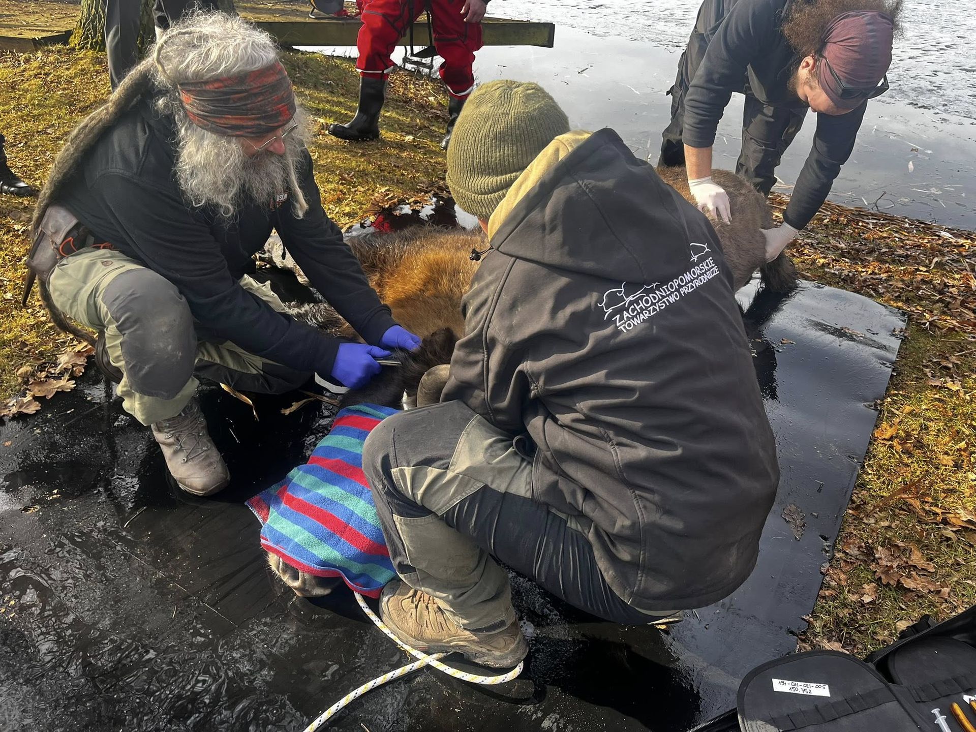 Żubrzyca już na brzegu.