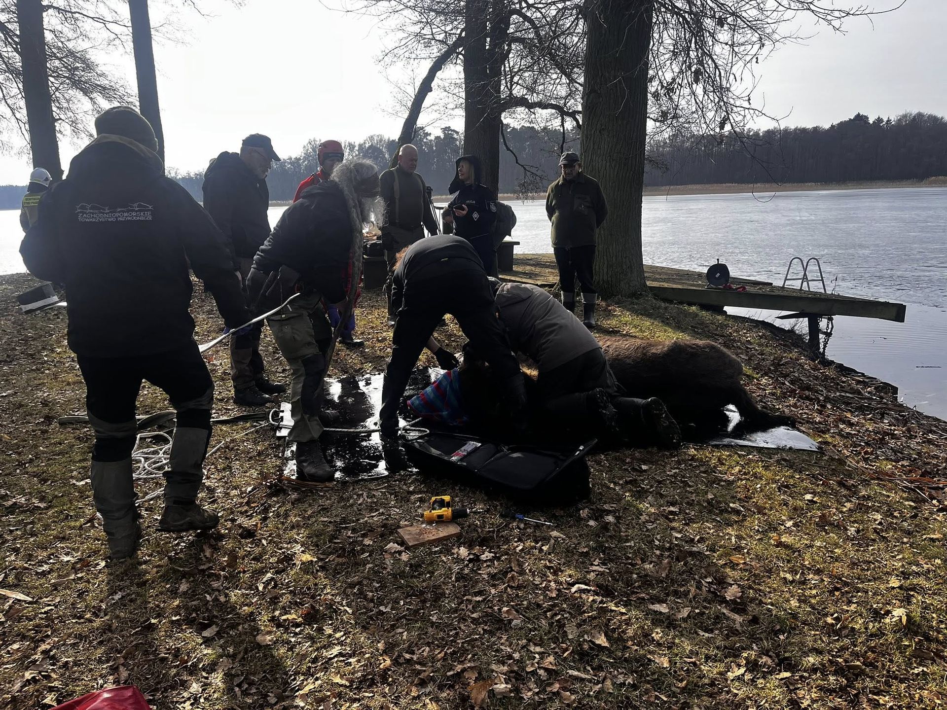 Żubrzyca już na brzegu.