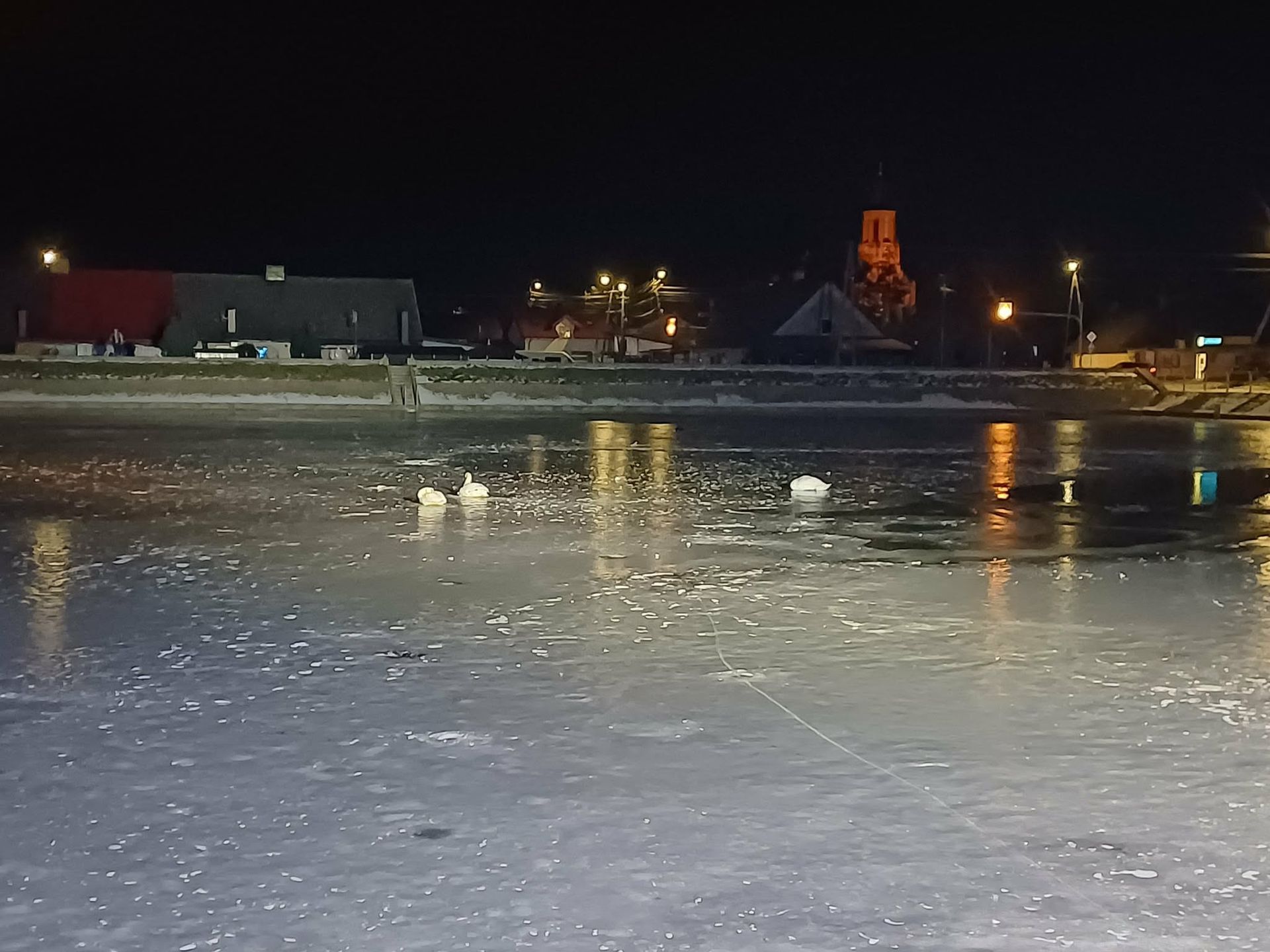 Uratowane trzy łabędzie 