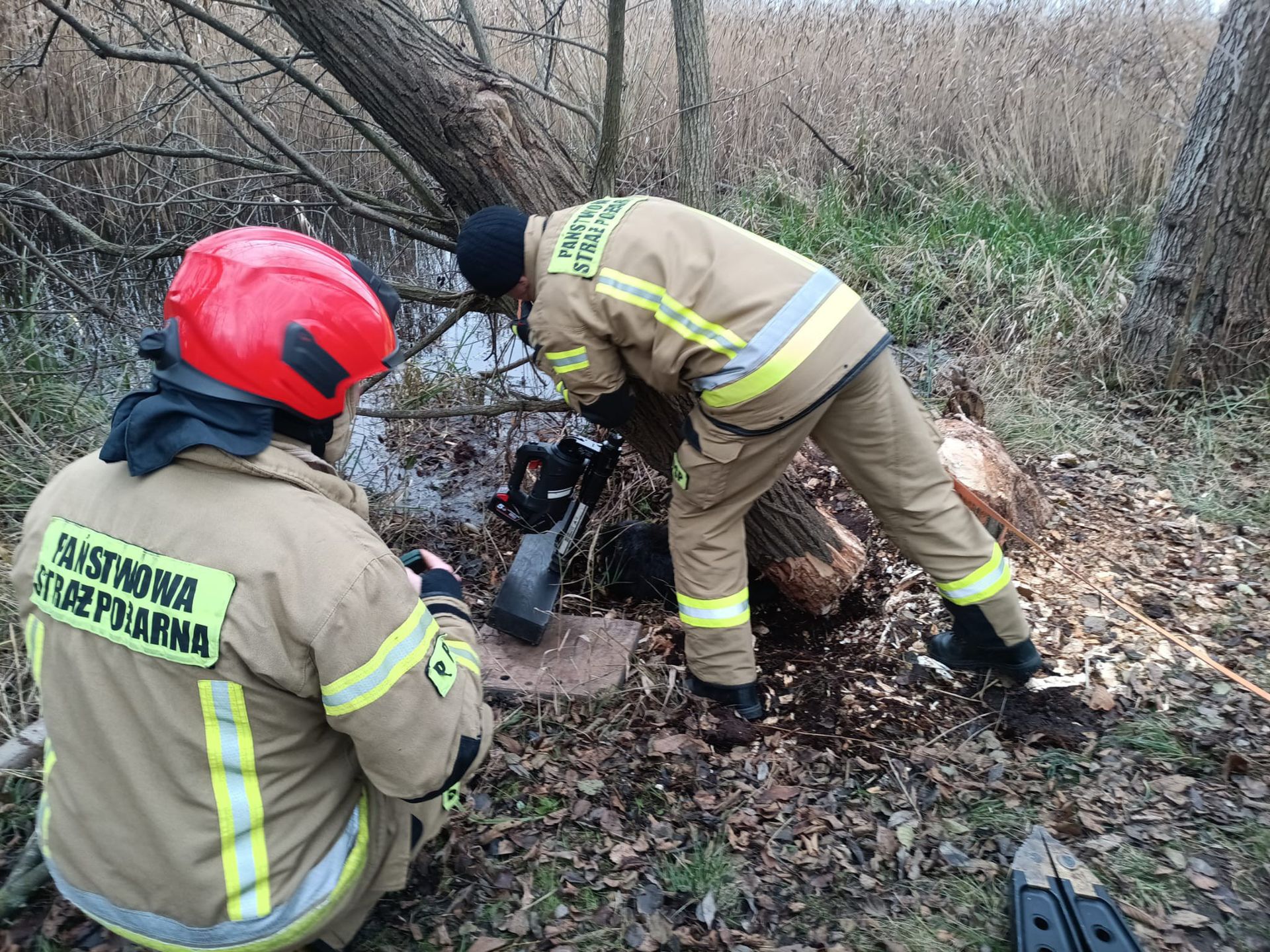 Akcja ratowania bobra, Wałcz
