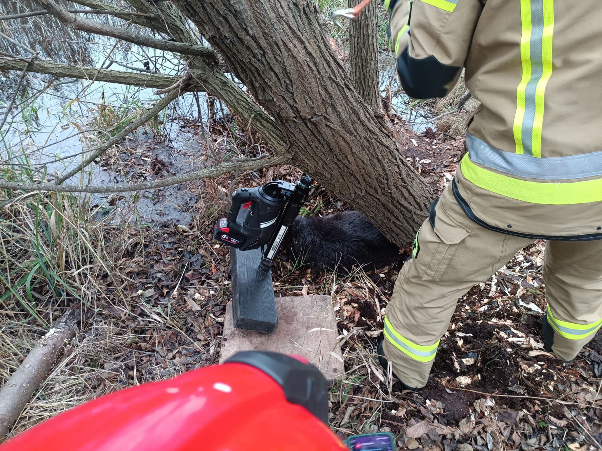Akcja ratowania bobra, Wałcz