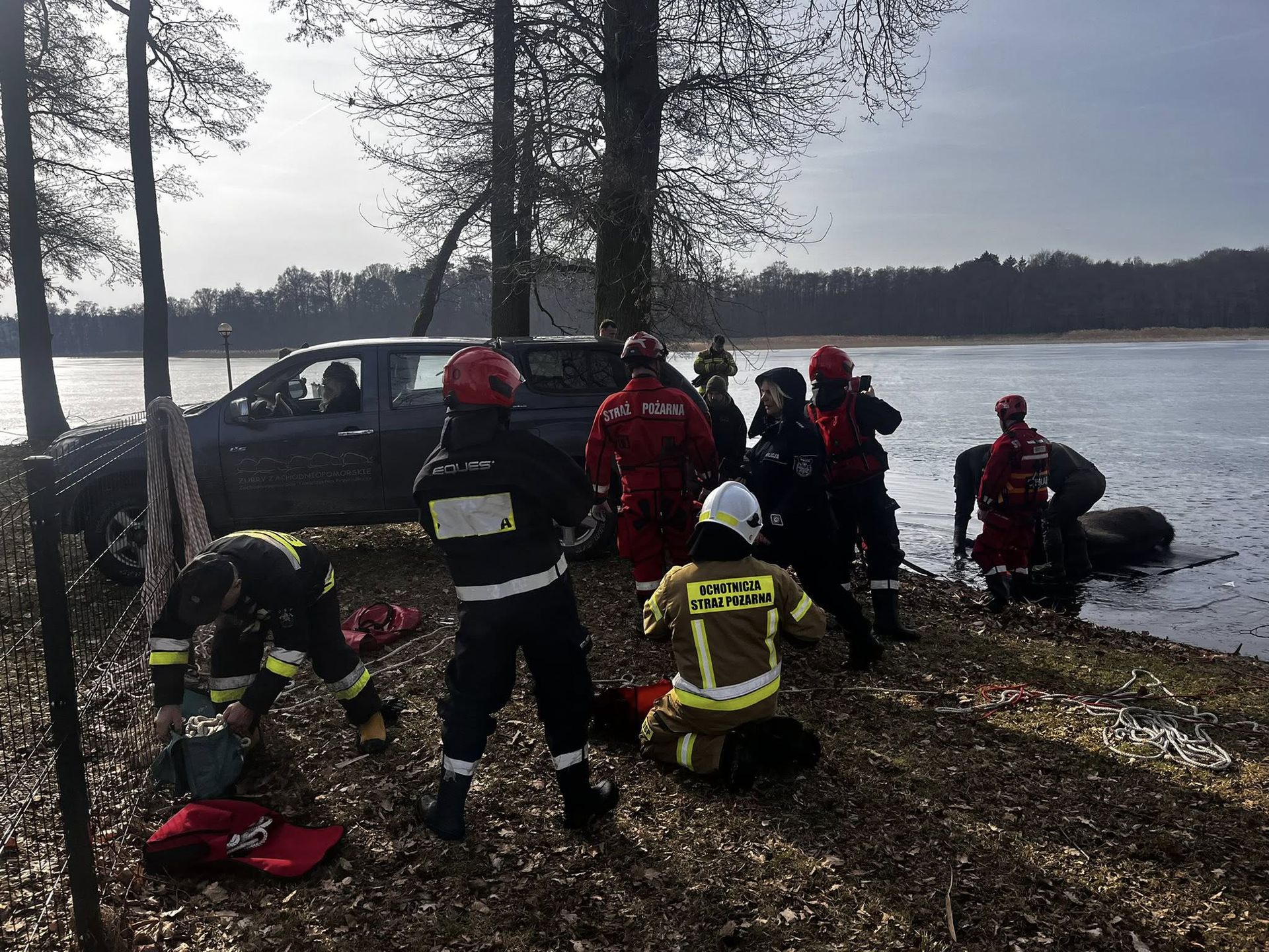 Żubrzyca już na brzegu.