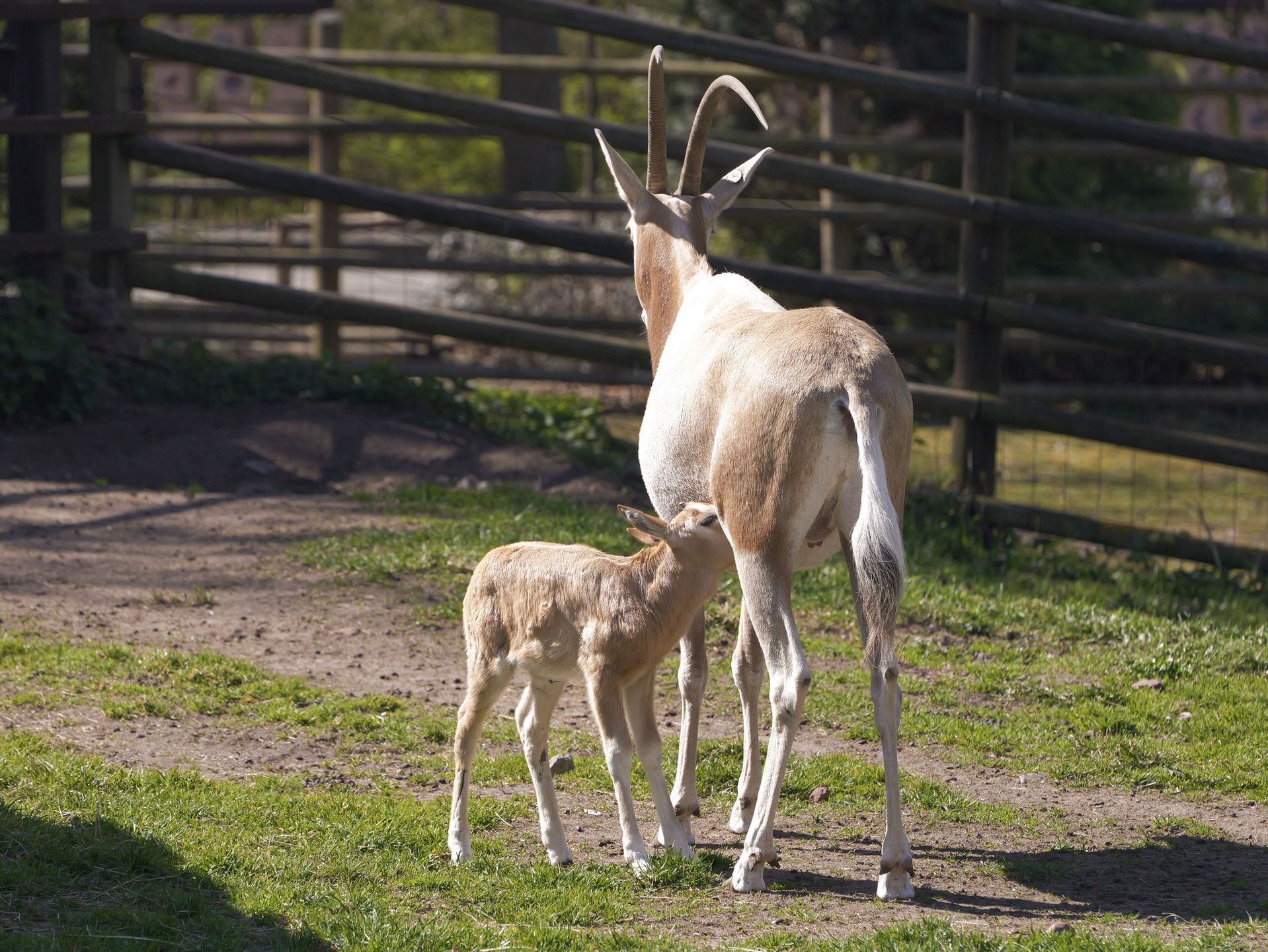 Młody oryks szablorogi 