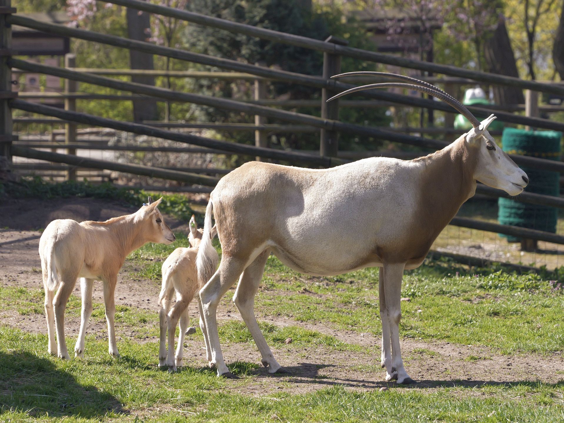 Młody oryks szablorogi 