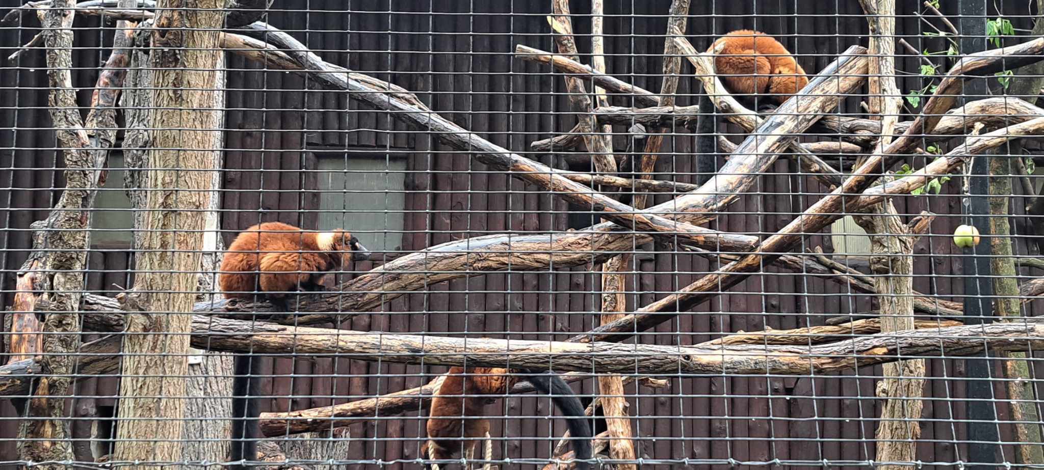 Lemury w płockim zoo