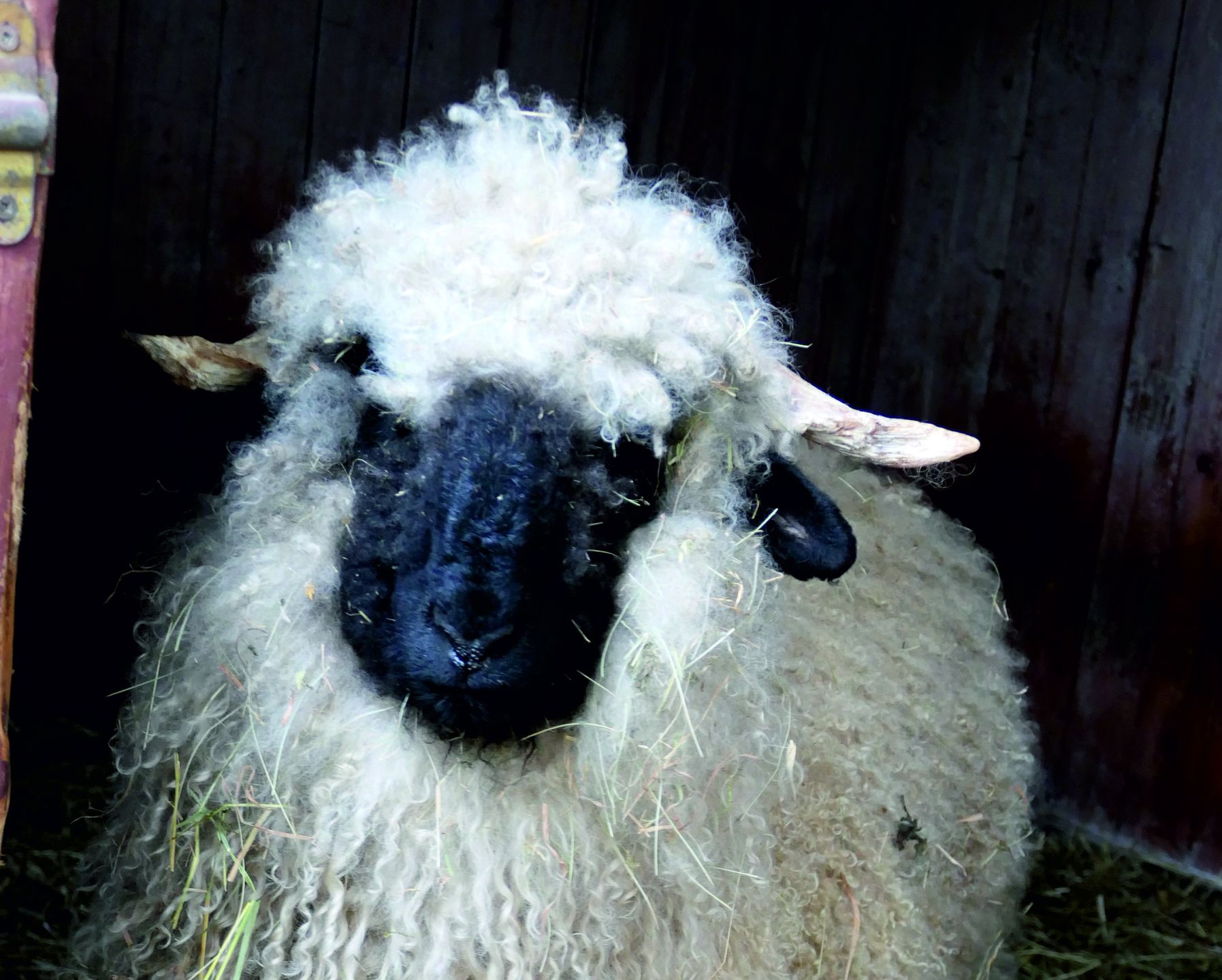 Owca walliserska czarnonosa