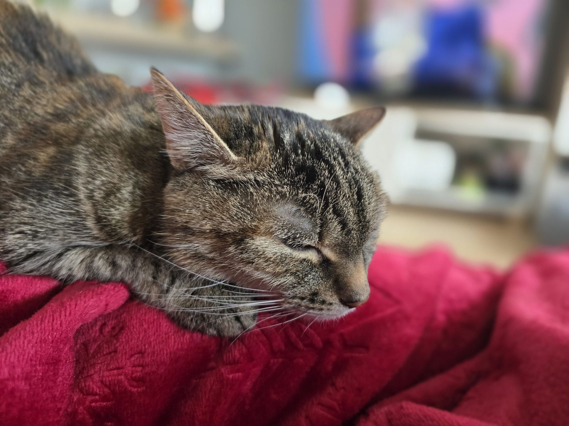 jak sprawić, kot czuł się bezpiecznie - śpiący kot