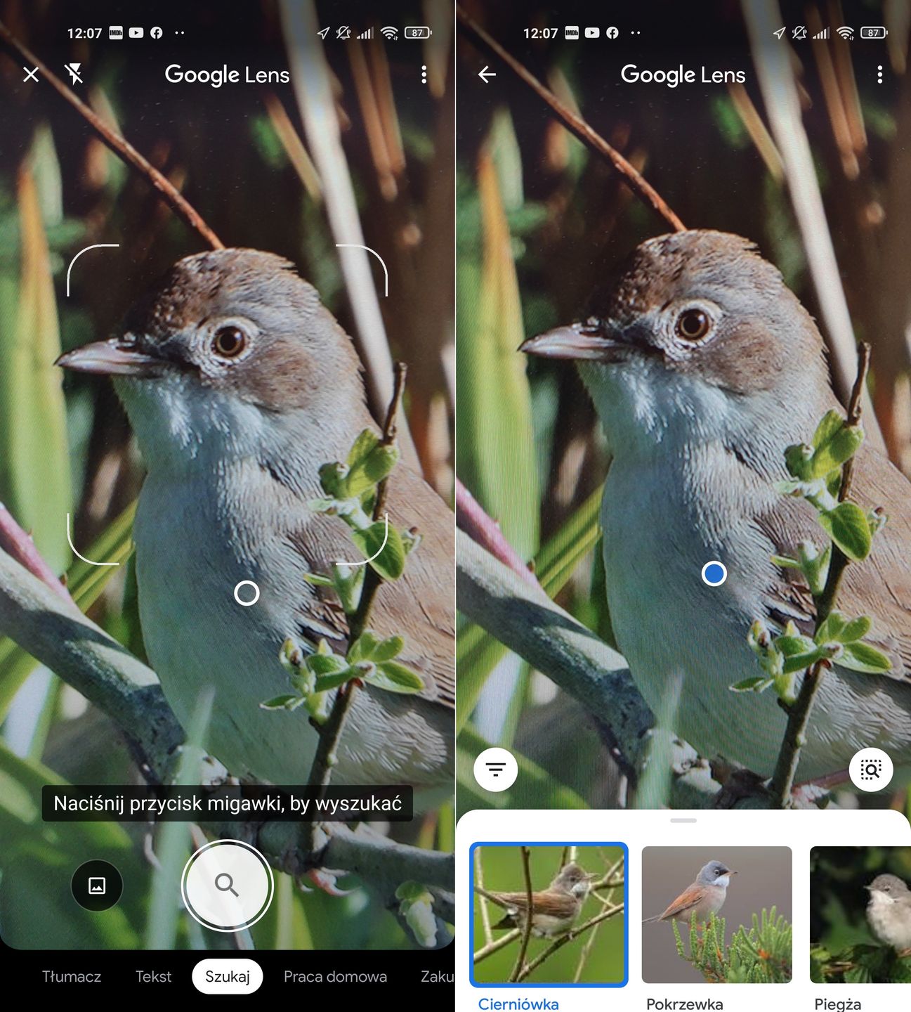 Google Lens rozpoznawanie ptaków