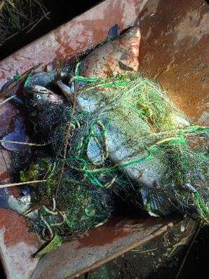 Nielegalny połów ryb 