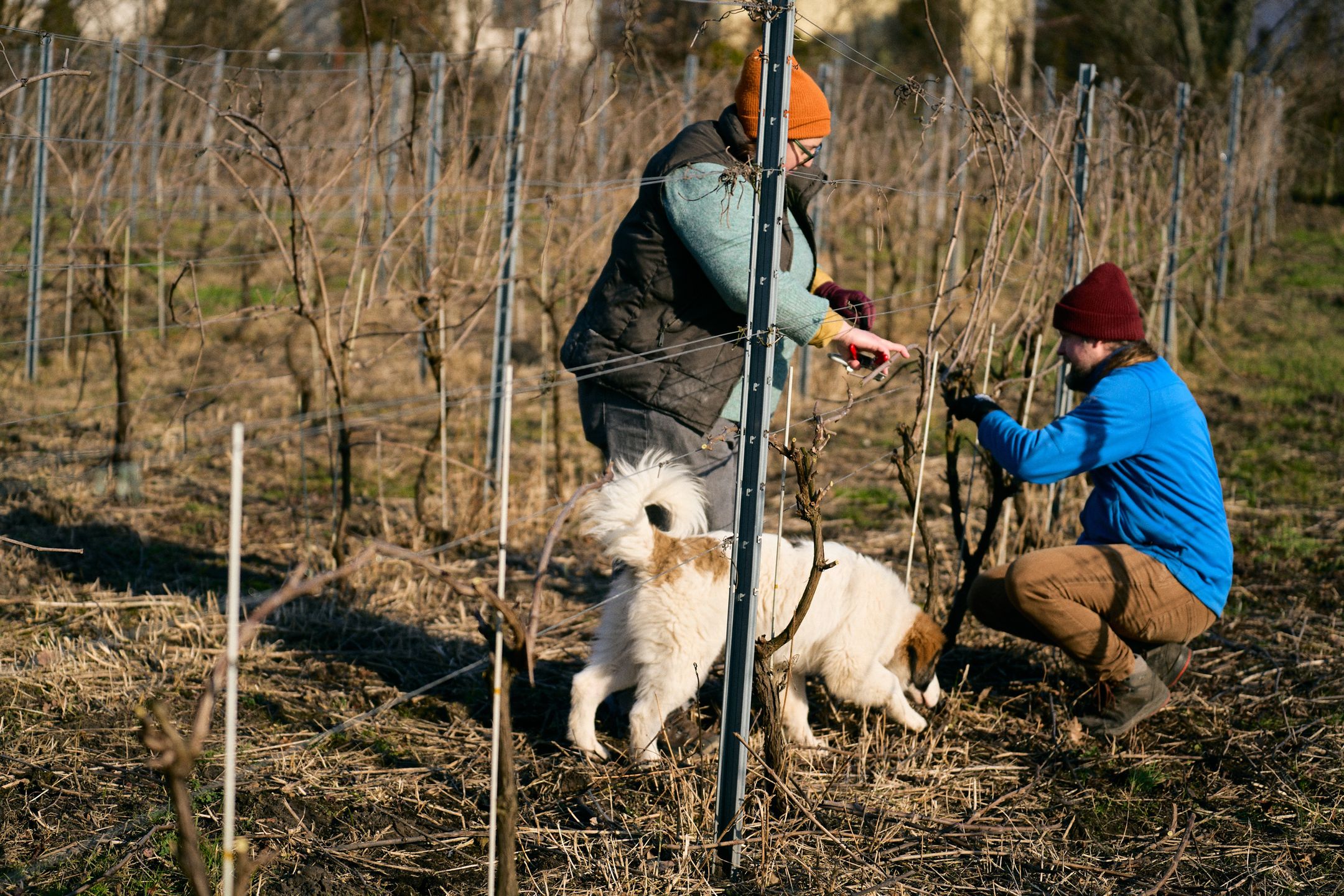 Ninę i Patryka połączyła miłość... do dobrego wina