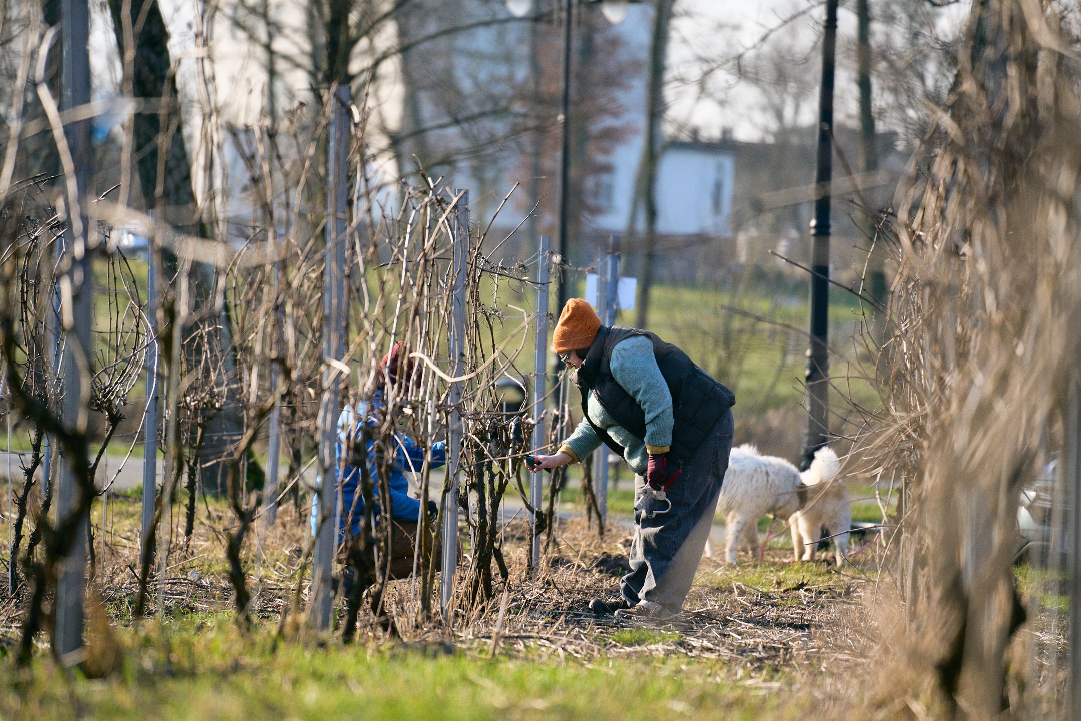 Ninę i Patryka połączyła miłość... do dobrego wina