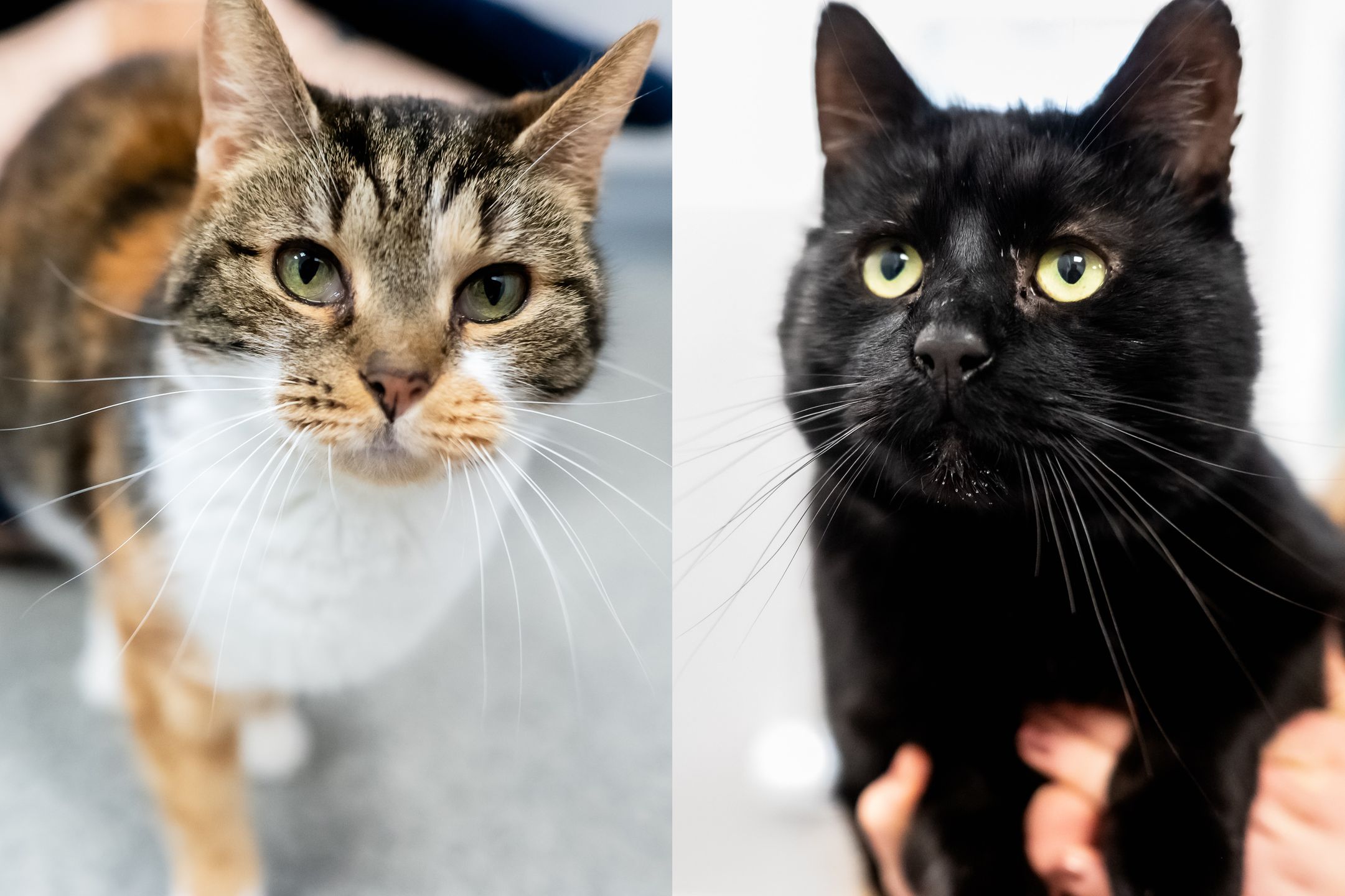 Iwi i Smoła czekają na nowych właścicieli 