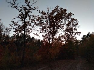 Motorola One bez HDR ciemno