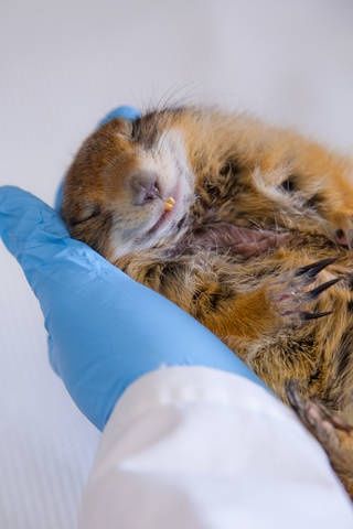 Hibernujący suseł arktyczny