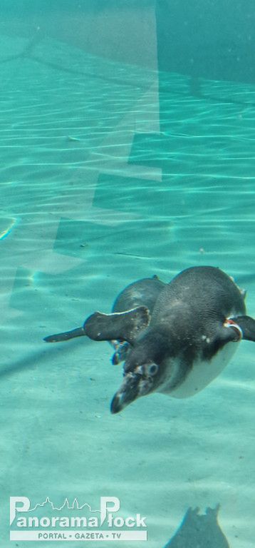 ZOO PŁOCK: Pingwiny Peruwiańskie w nowym wybiegu [FOTO]