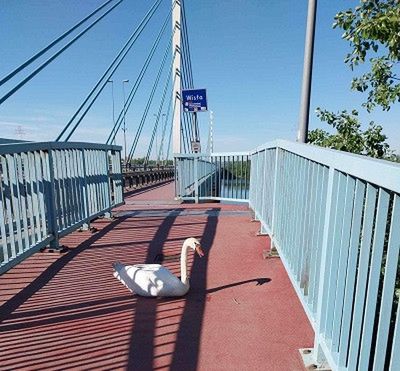 Jeż i łabędź w opałach - pomogli Strażnicy Miejscy z Płocka!