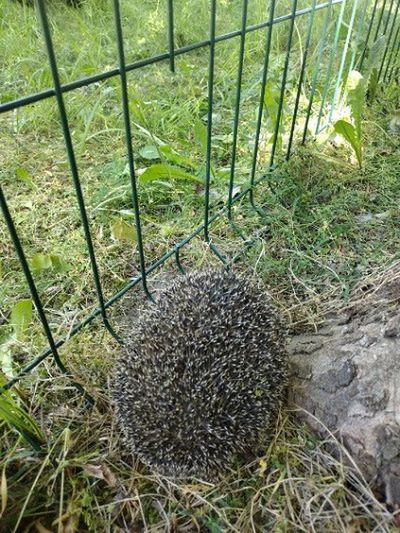 Jeż i łabędź w opałach - pomogli Strażnicy Miejscy z Płocka!