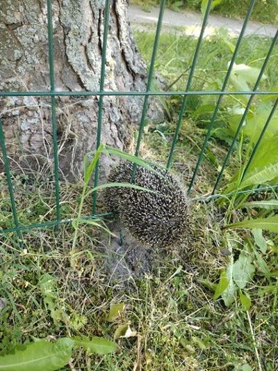 Jeż i łabędź w opałach - pomogli Strażnicy Miejscy z Płocka!
